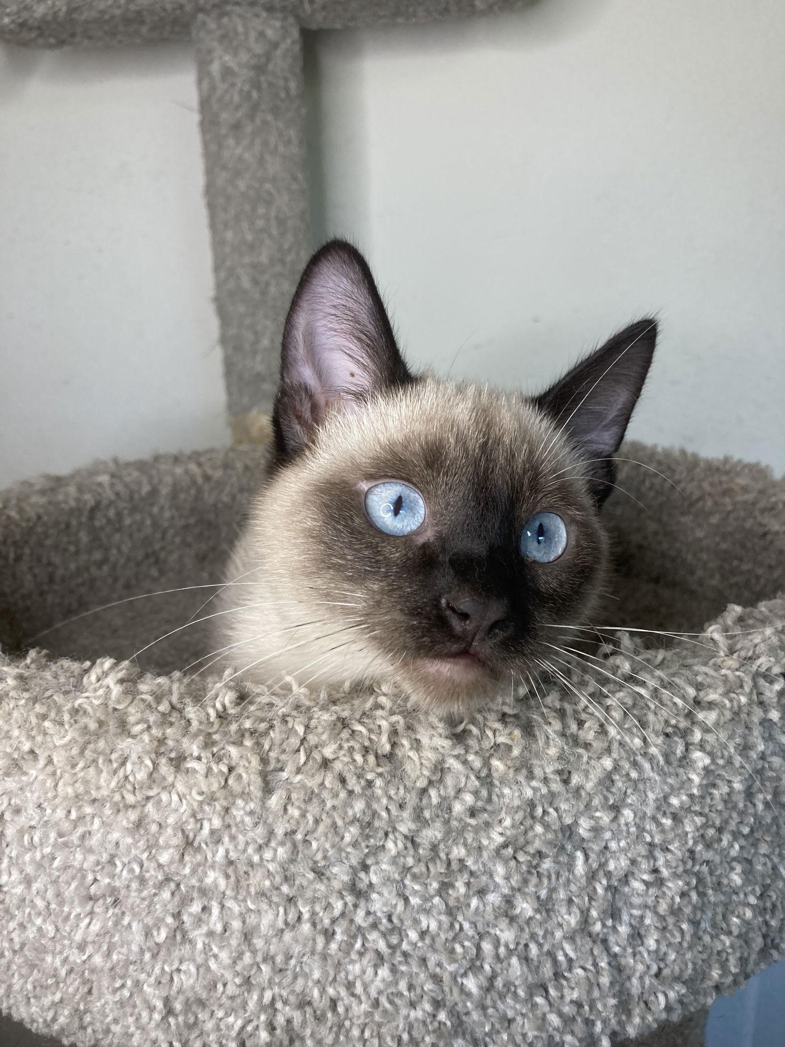 Enlarge MOE, a Adoptable mixed breed in San Diego, CA image 1/3