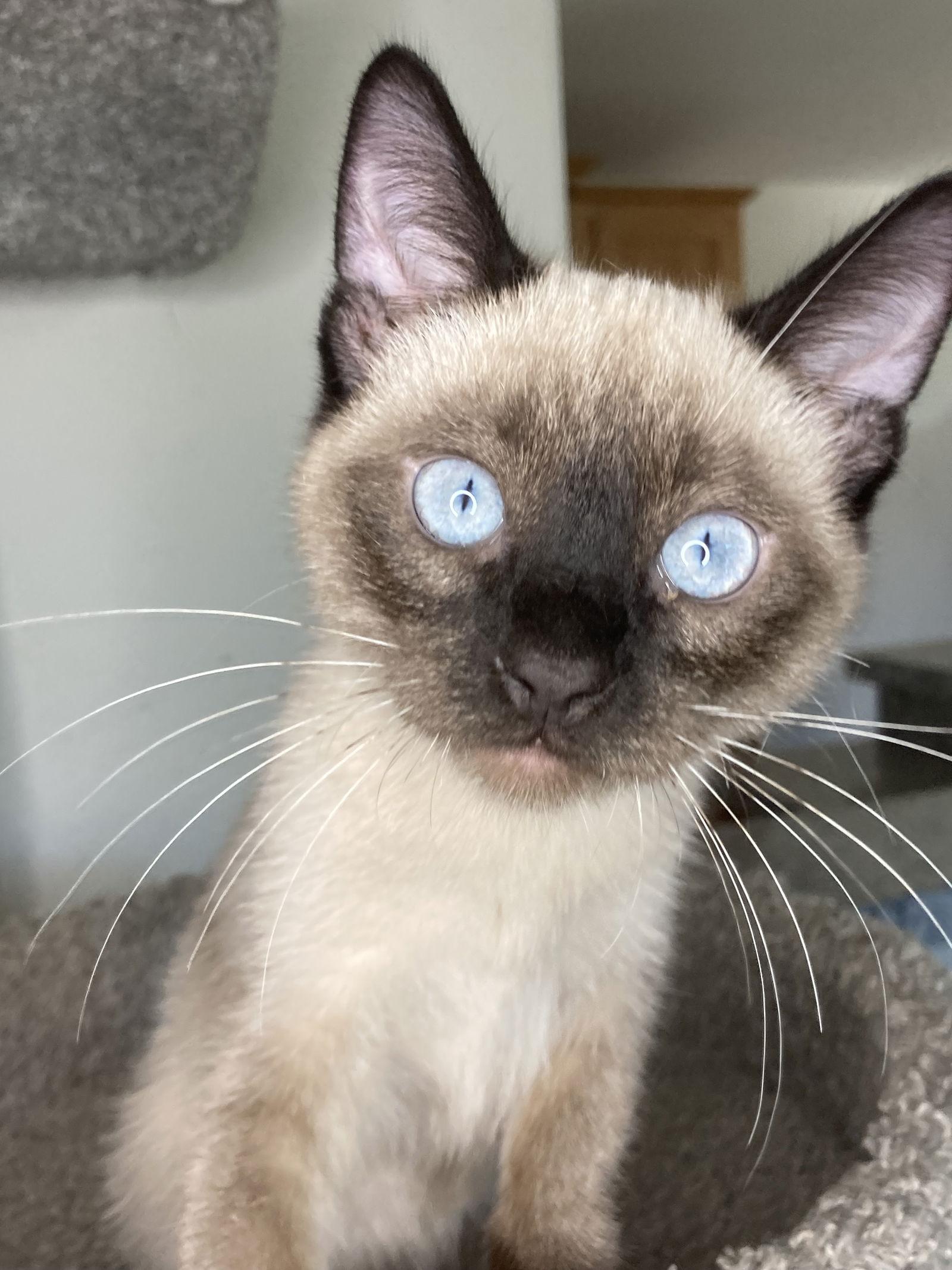 Enlarge MOE, a Adoptable mixed breed in San Diego, CA image 2/3