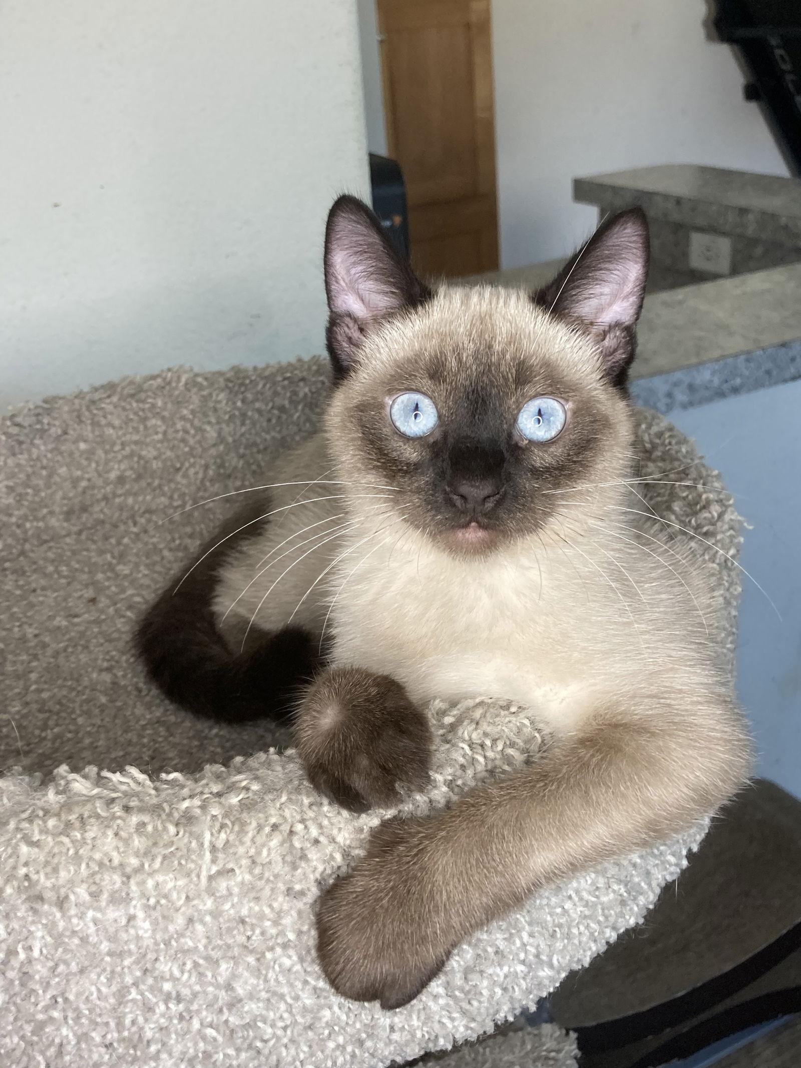 Enlarge MOE, a Adoptable mixed breed in San Diego, CA image 3/3