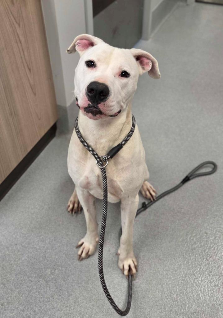 Zero, Adoptable, Young Male Pit Bull Terrier & Mixed Breed.