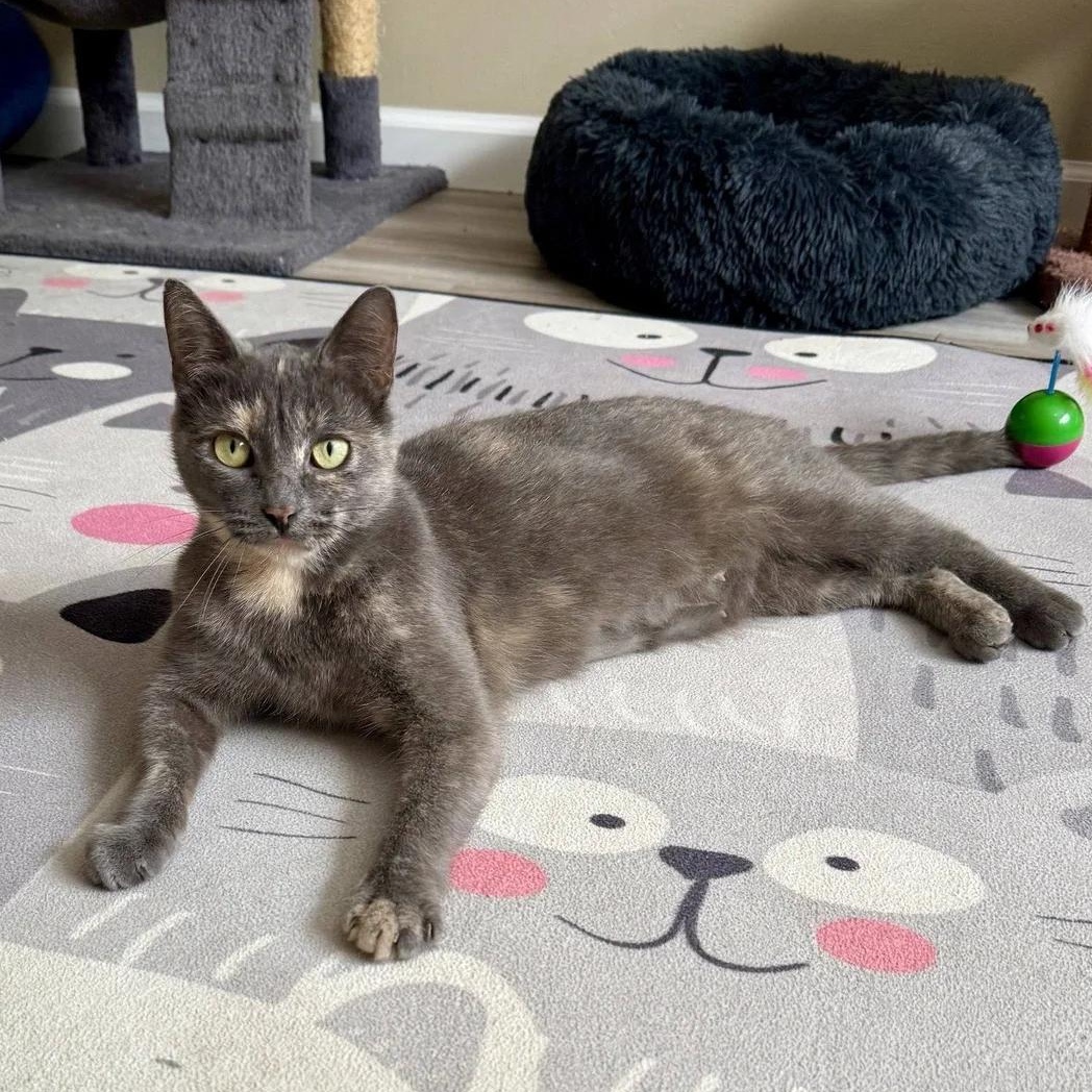 Moon Pie, a ADOPTABLE Dilute Tortoiseshell in Davison, MI image 3/4