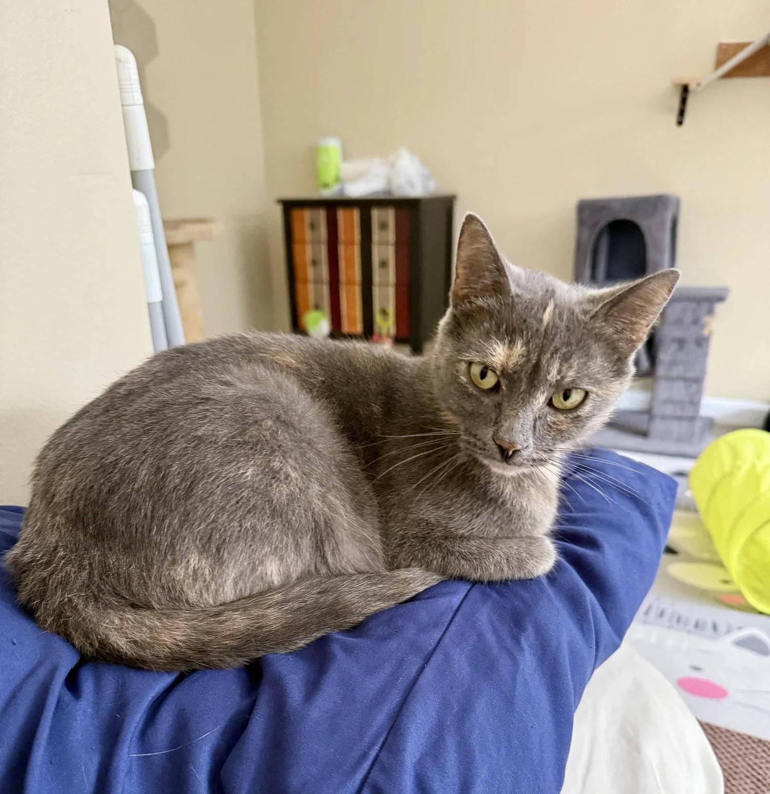 Moon Pie, a ADOPTABLE Dilute Tortoiseshell in Davison, MI image 2/4