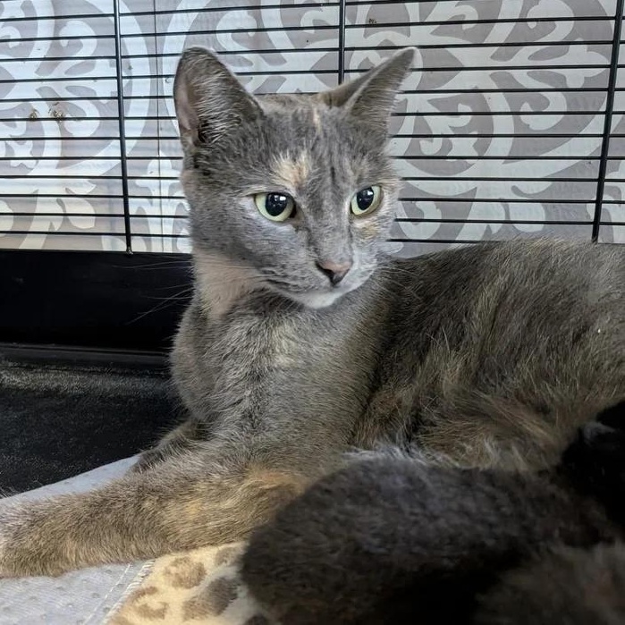 Moon Pie, a ADOPTABLE Dilute Tortoiseshell in Davison, MI image 1/4