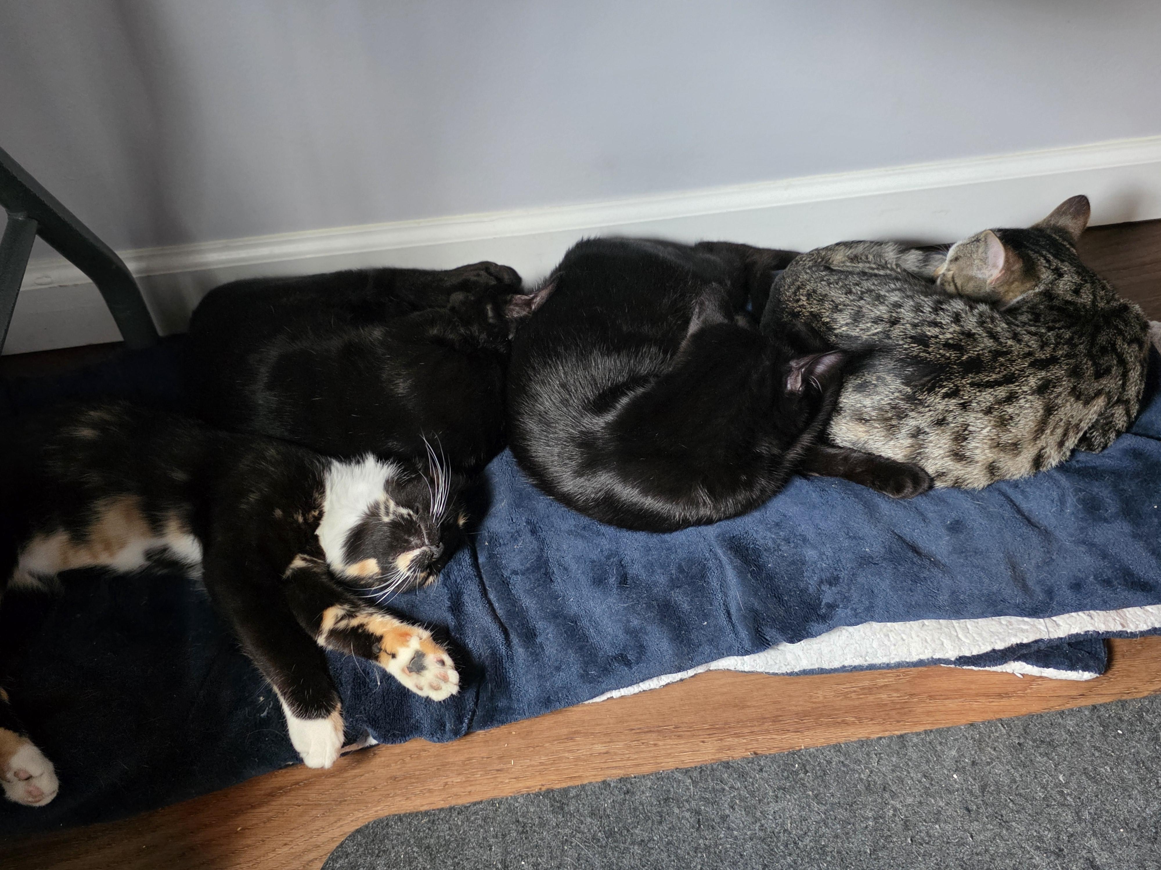 Enlarge Cole, an adopted mixed breed in Wilmington, NC image 4/6