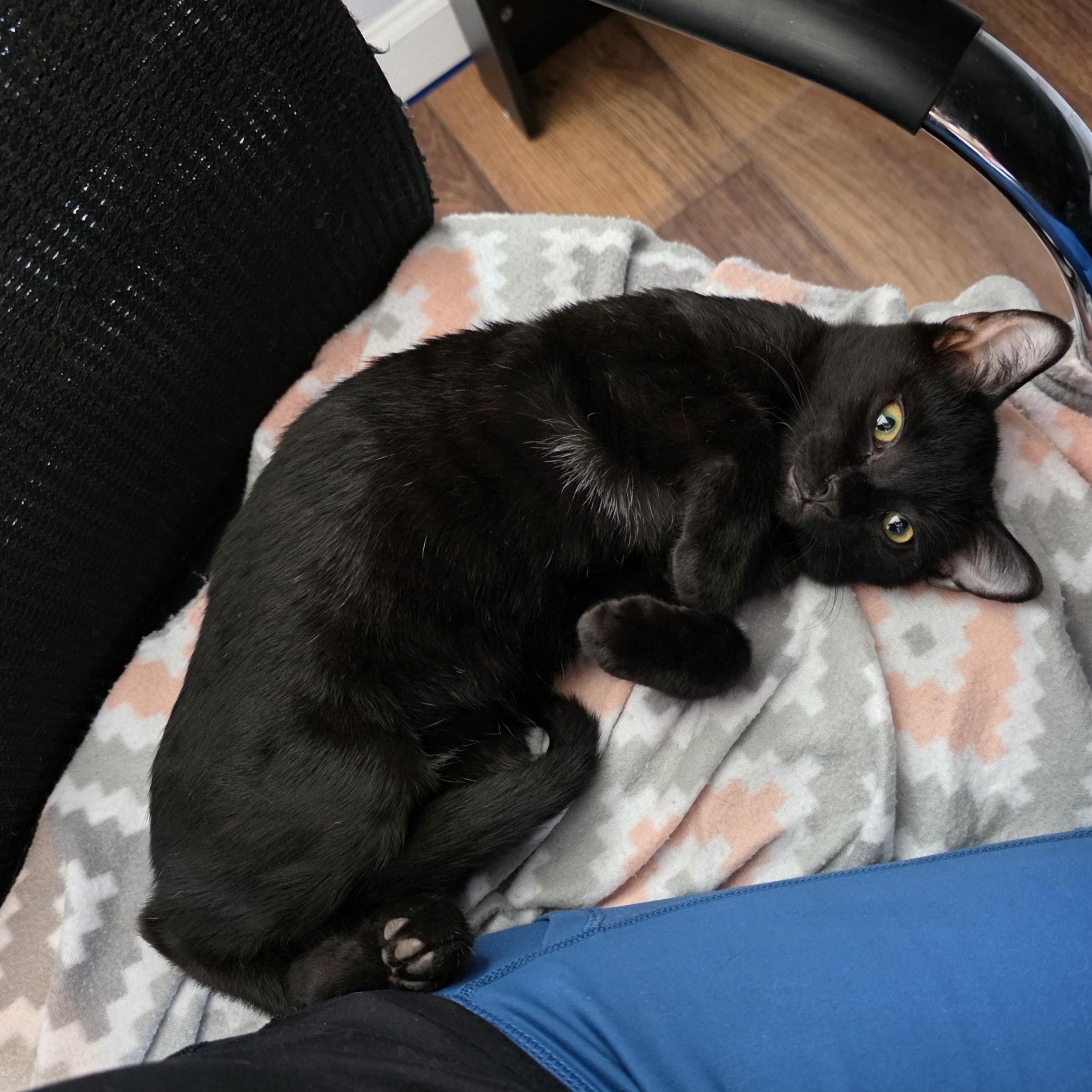 Cole, adopted, Kitten Male Bombay.