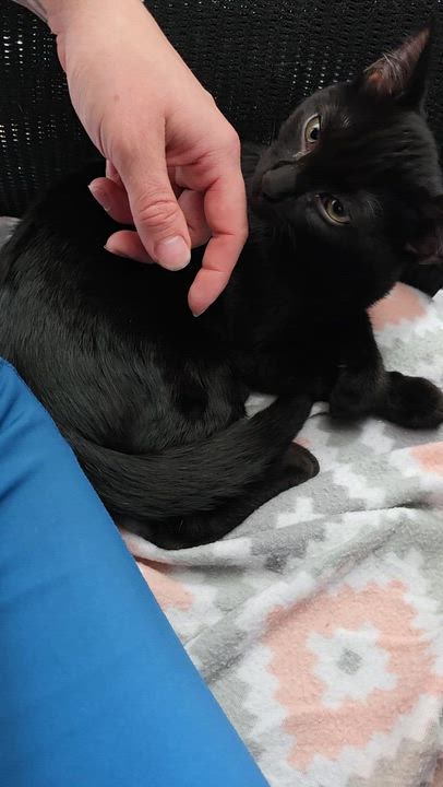 Enlarge Cole, an adopted mixed breed in Wilmington, NC video 6/6