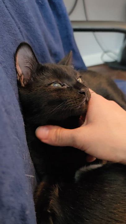 Enlarge Cole, an adopted mixed breed in Wilmington, NC video 3/6