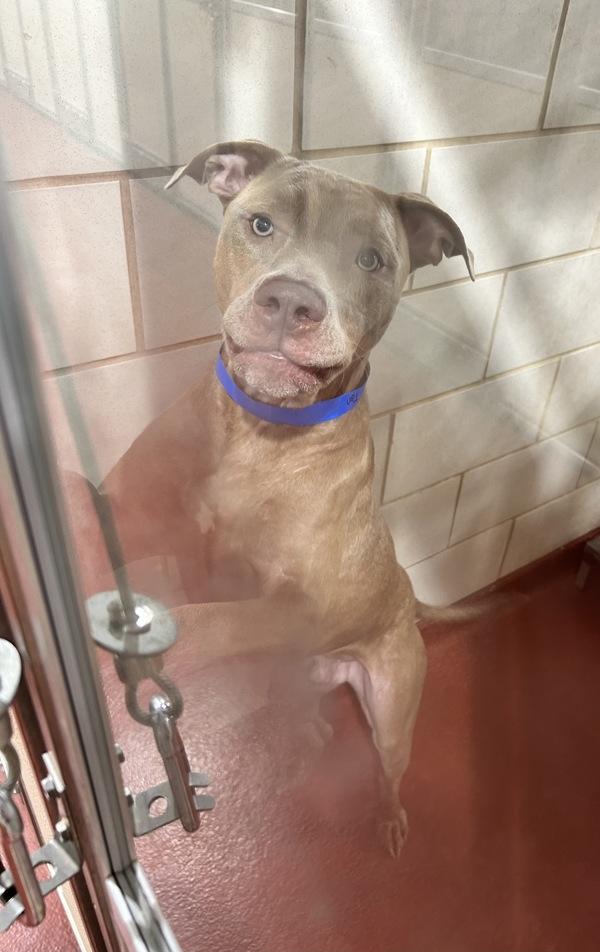 Ghost (832), a Adoptable mixed breed in Marietta, GA image 2/2