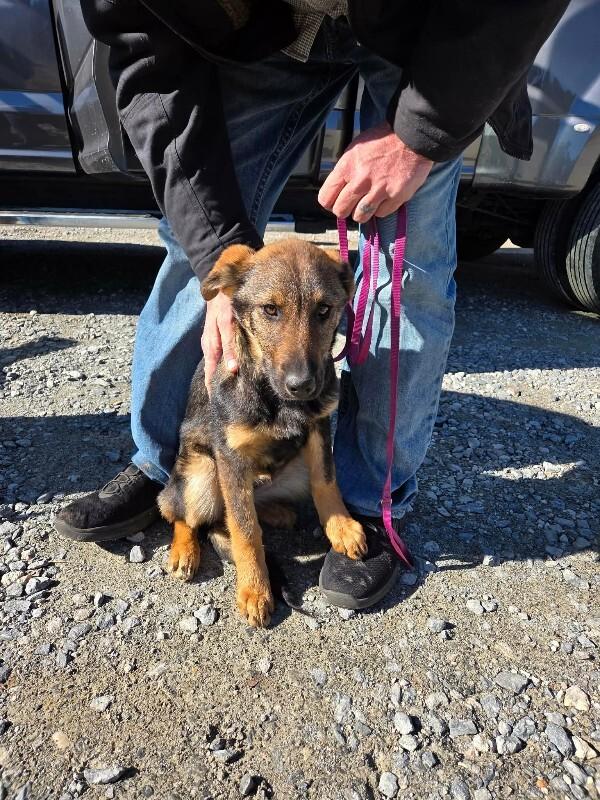 Enlarge Nallie, a Adoptable mixed breed in Burgaw, NC image 1/1