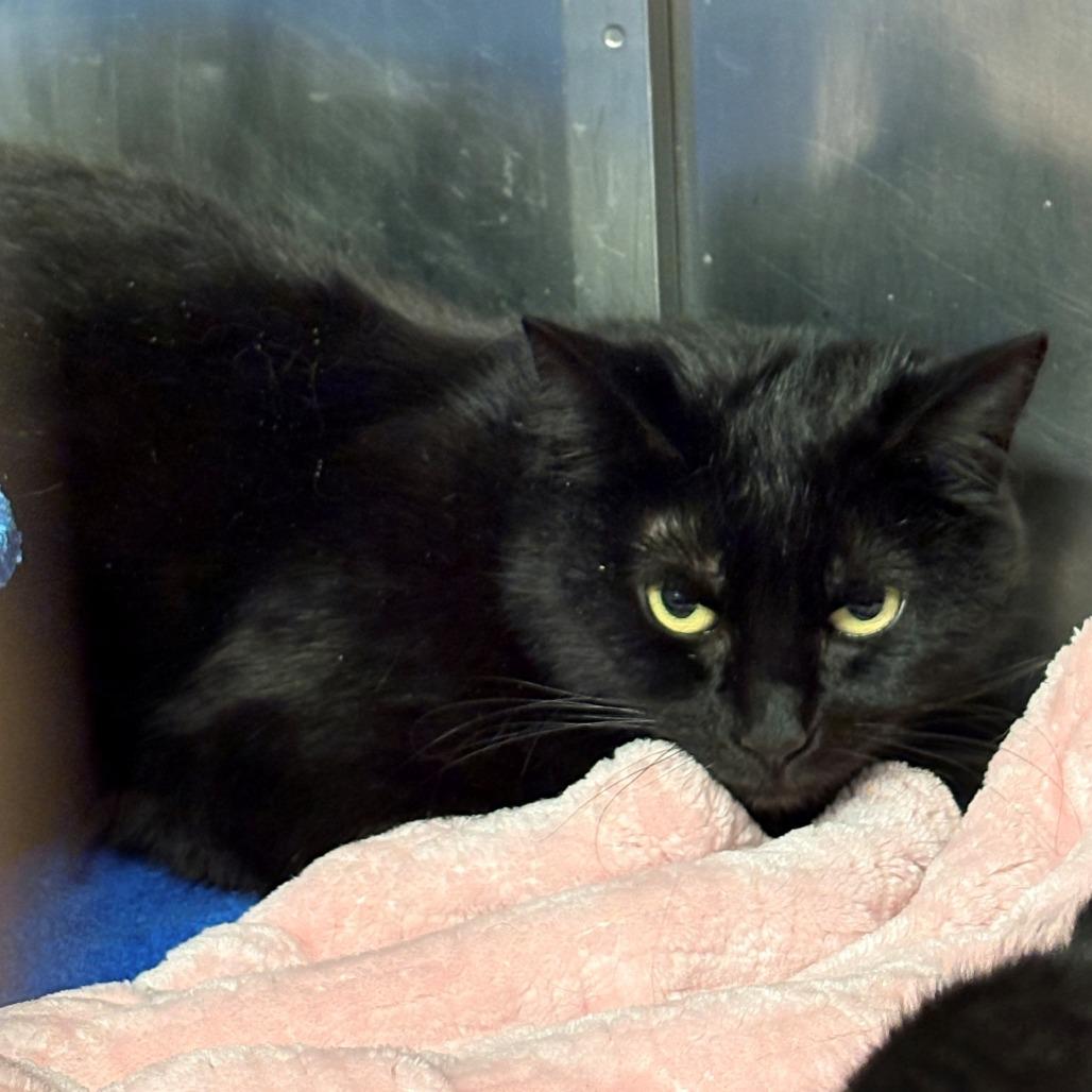 Enlarge Koala, a Adoptable Domestic Short Hair in Chehalis, WA image 1/2