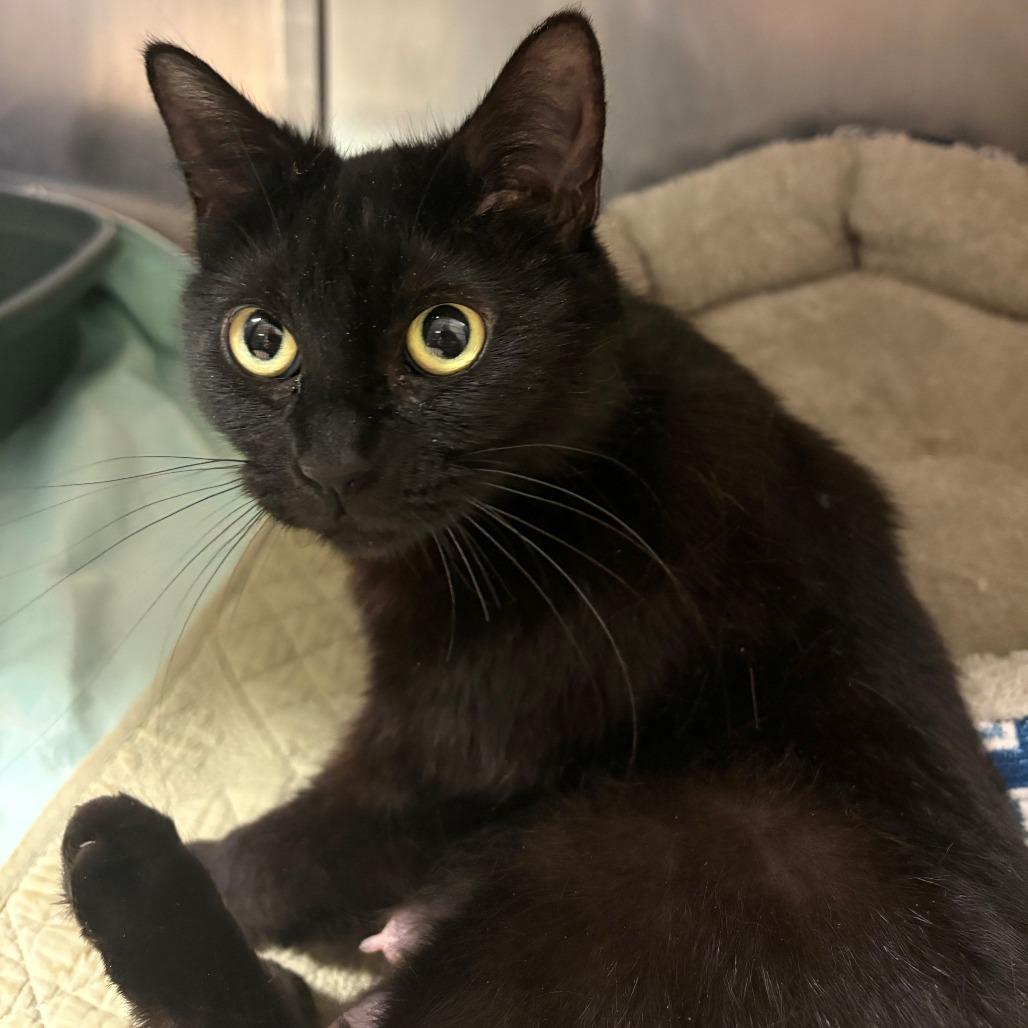 Enlarge Koala, a Adoptable Domestic Short Hair in Chehalis, WA image 2/2