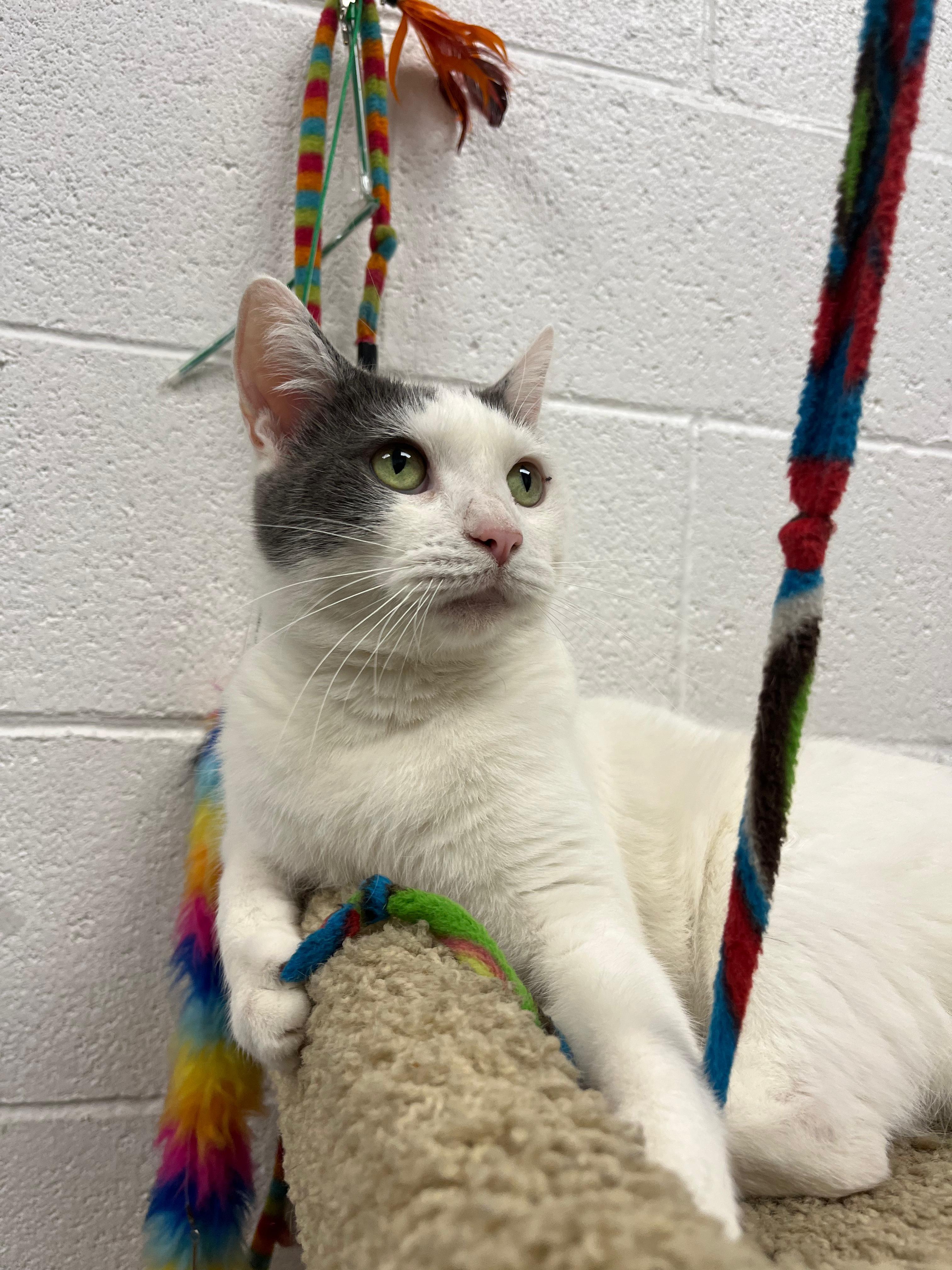 Savanna Bananas, an adoptable Domestic Short Hair in Las Vegas, NV, 89101 | Photo Image 5