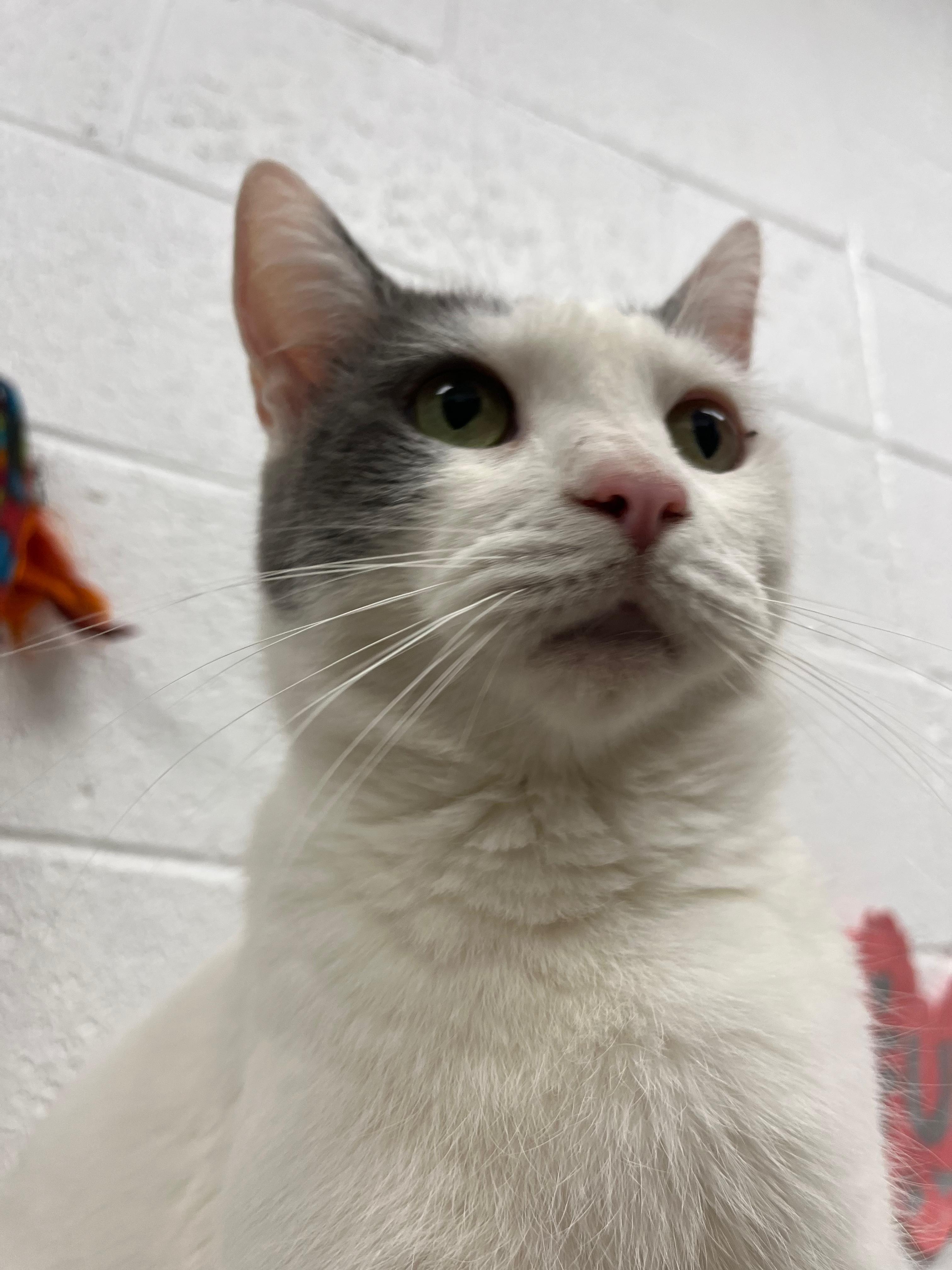 Savanna Bananas, an adoptable Domestic Short Hair in Las Vegas, NV, 89101 | Photo Image 1