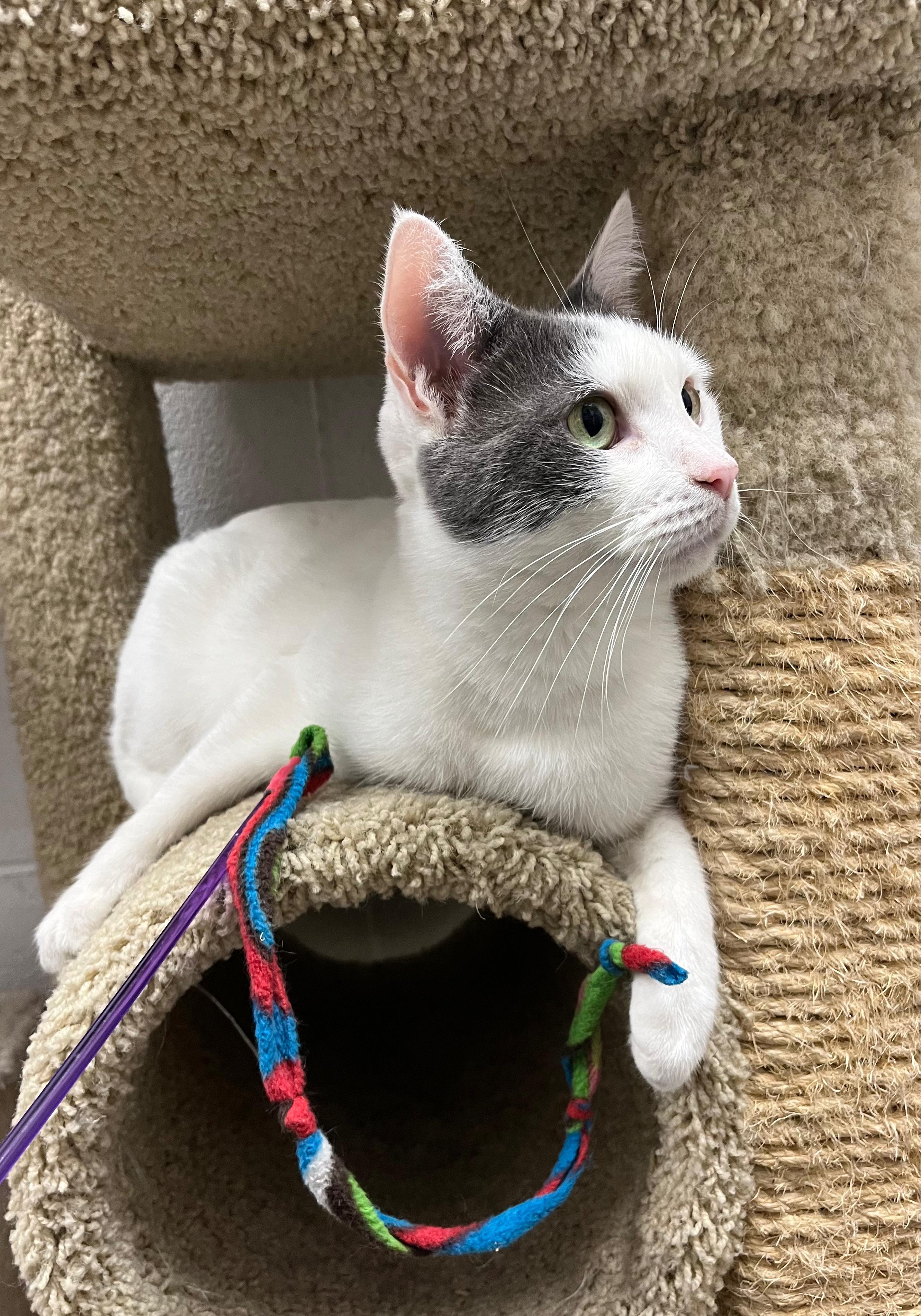 Savanna Bananas, an adoptable Domestic Short Hair in Las Vegas, NV, 89101 | Photo Image 4