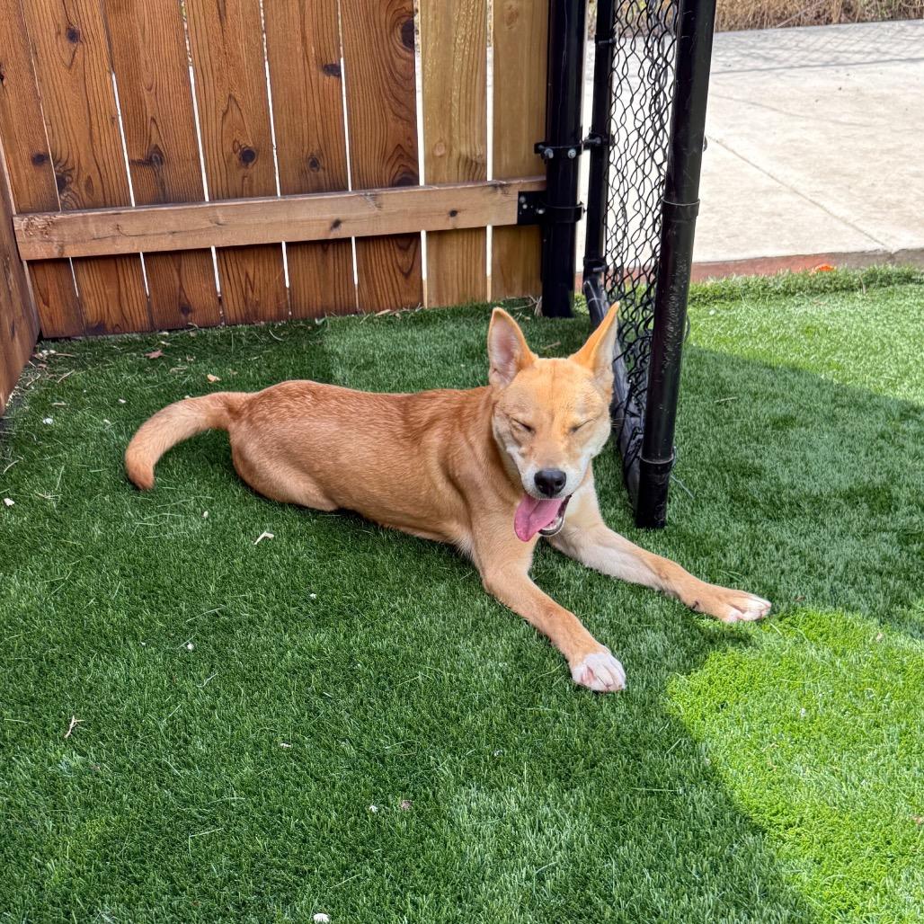 Cookie, Adoptable, Young Female Carolina Dog & Shiba Inu.