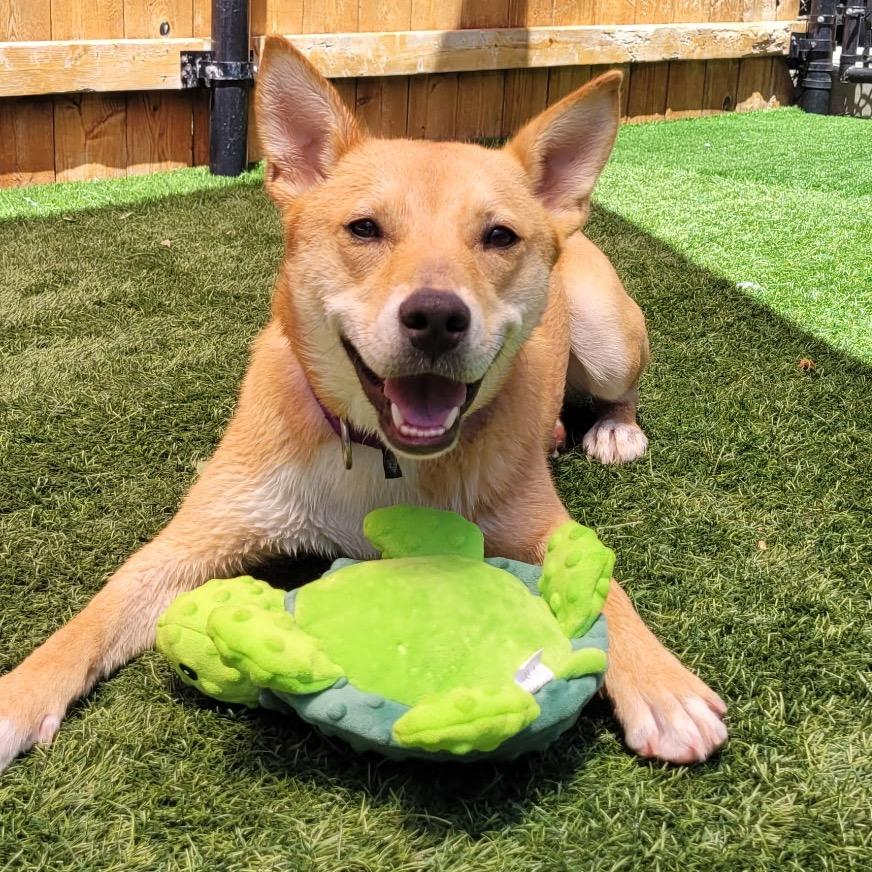Enlarge Cookie, a Adoptable mixed breed in Naperville, IL image 2/6