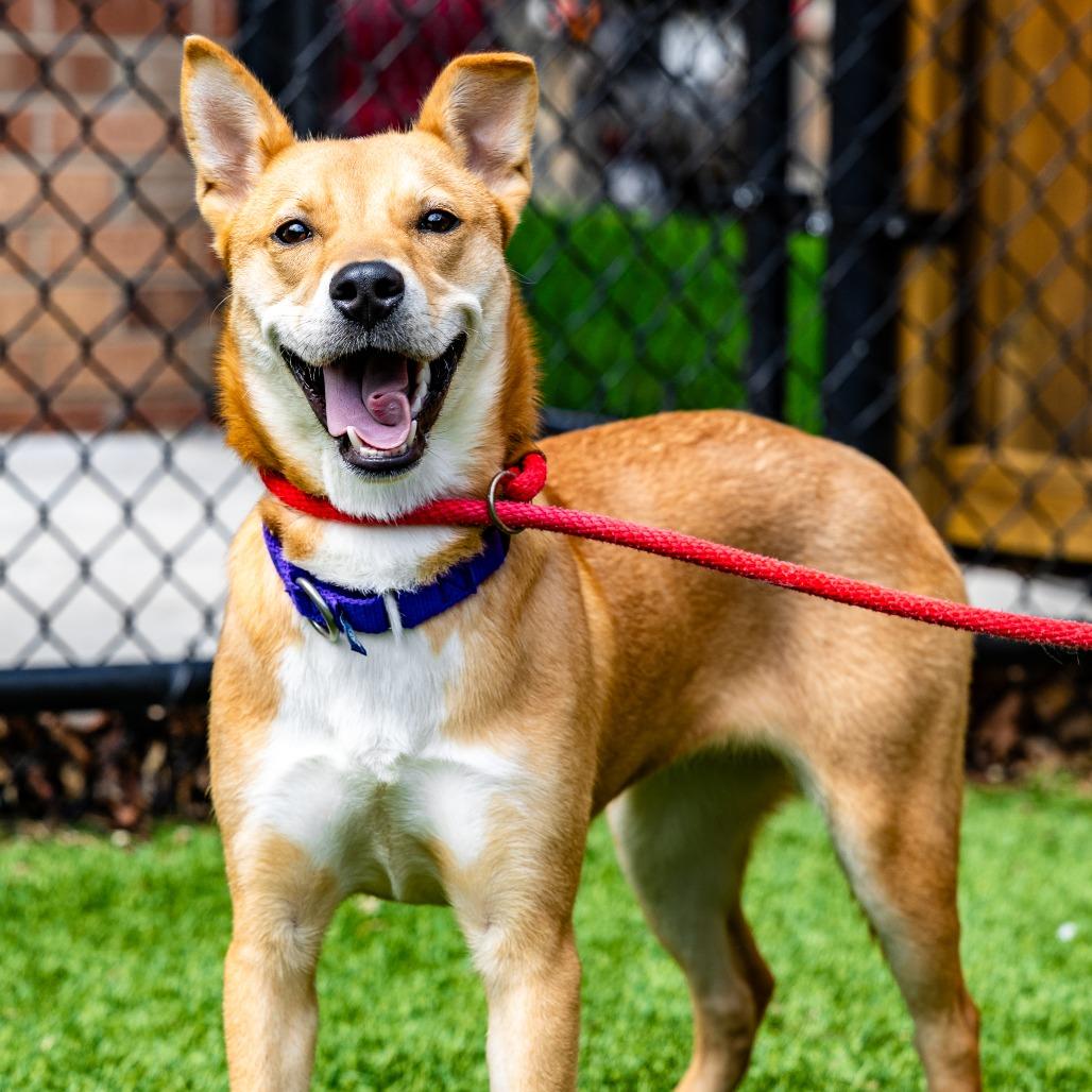Cookie, a Adoptable mixed breed in Naperville, IL image 2/6