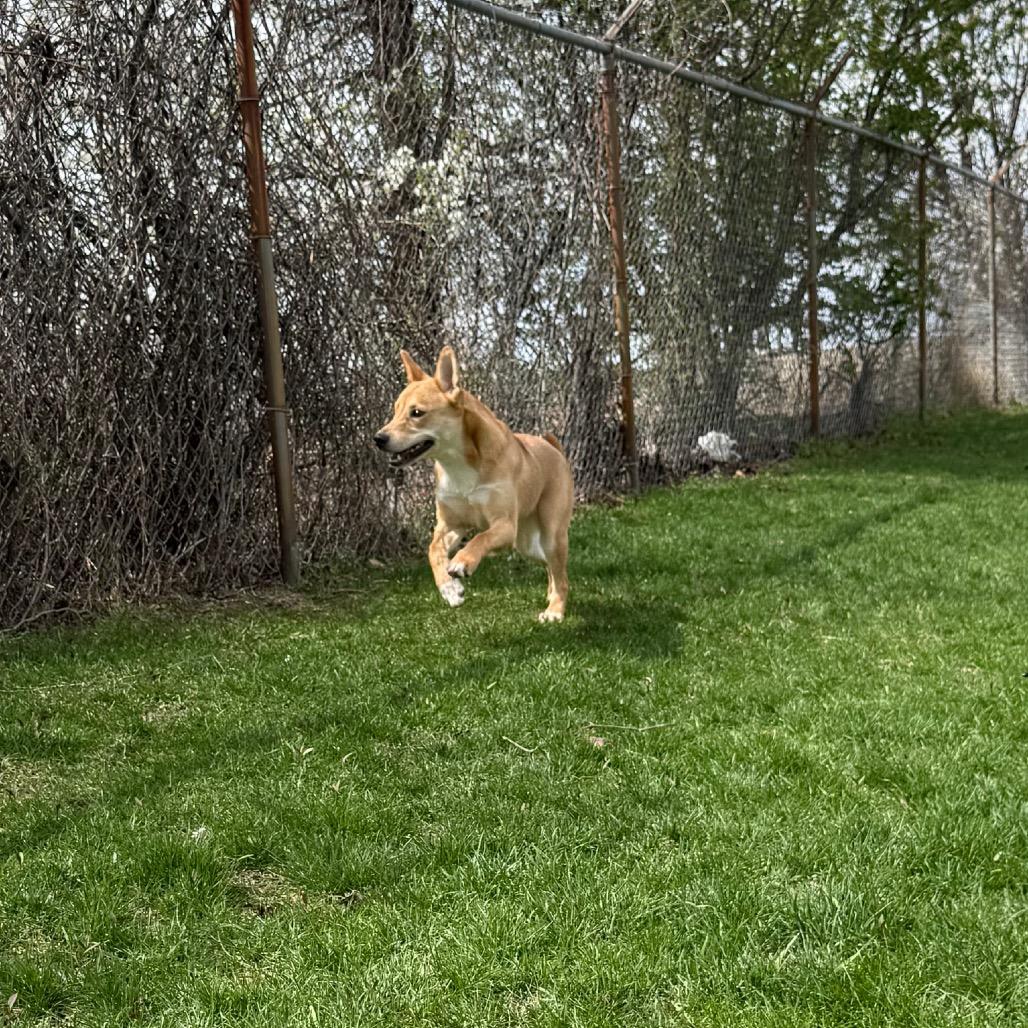 Cookie, a Adoptable mixed breed in Naperville, IL image 3/6