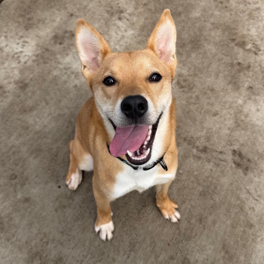 Cookie, a Adoptable mixed breed in Naperville, IL image 4/6