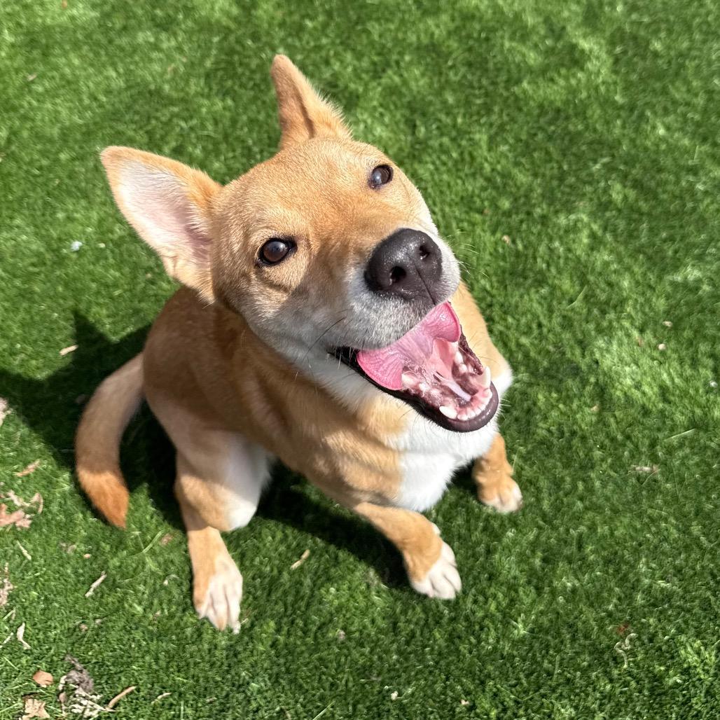 Cookie, a Adoptable mixed breed in Naperville, IL image 5/6