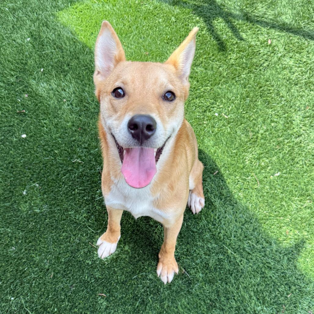 Cookie, a Adoptable mixed breed in Naperville, IL image 6/6