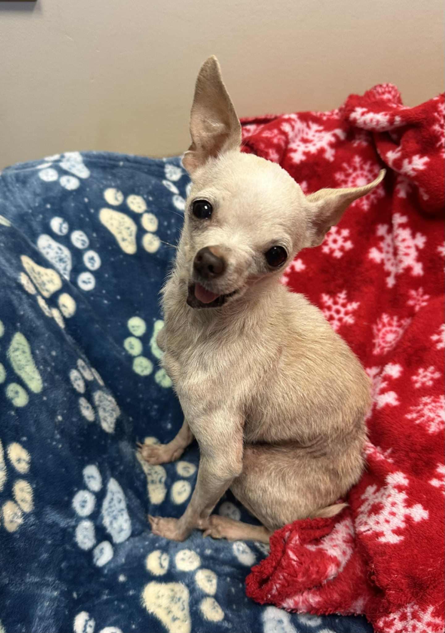 Nibbler, Adopted, Senior Female Chihuahua.