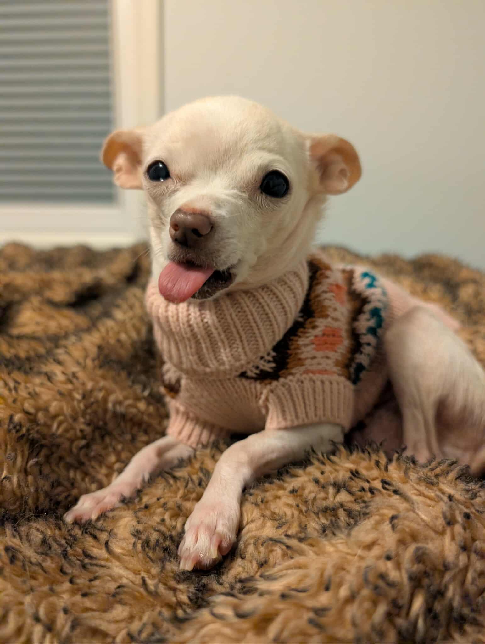 Enlarge Nibbler, a Adopted Chihuahua in Ceres, VA image 2/3