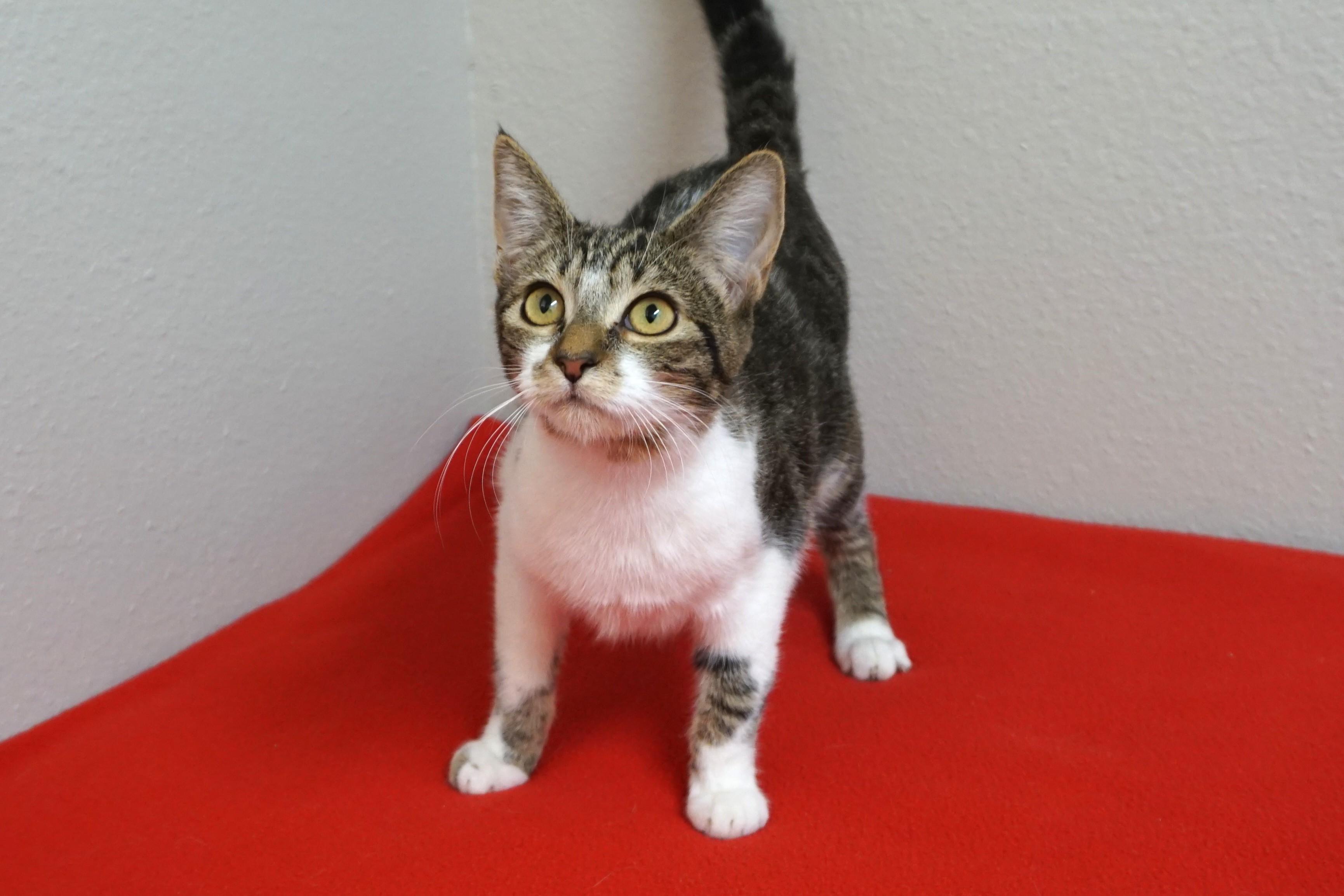 Enlarge Mikey II, a Adoptable Domestic Short Hair in Fountain Hills, AZ image 5/6