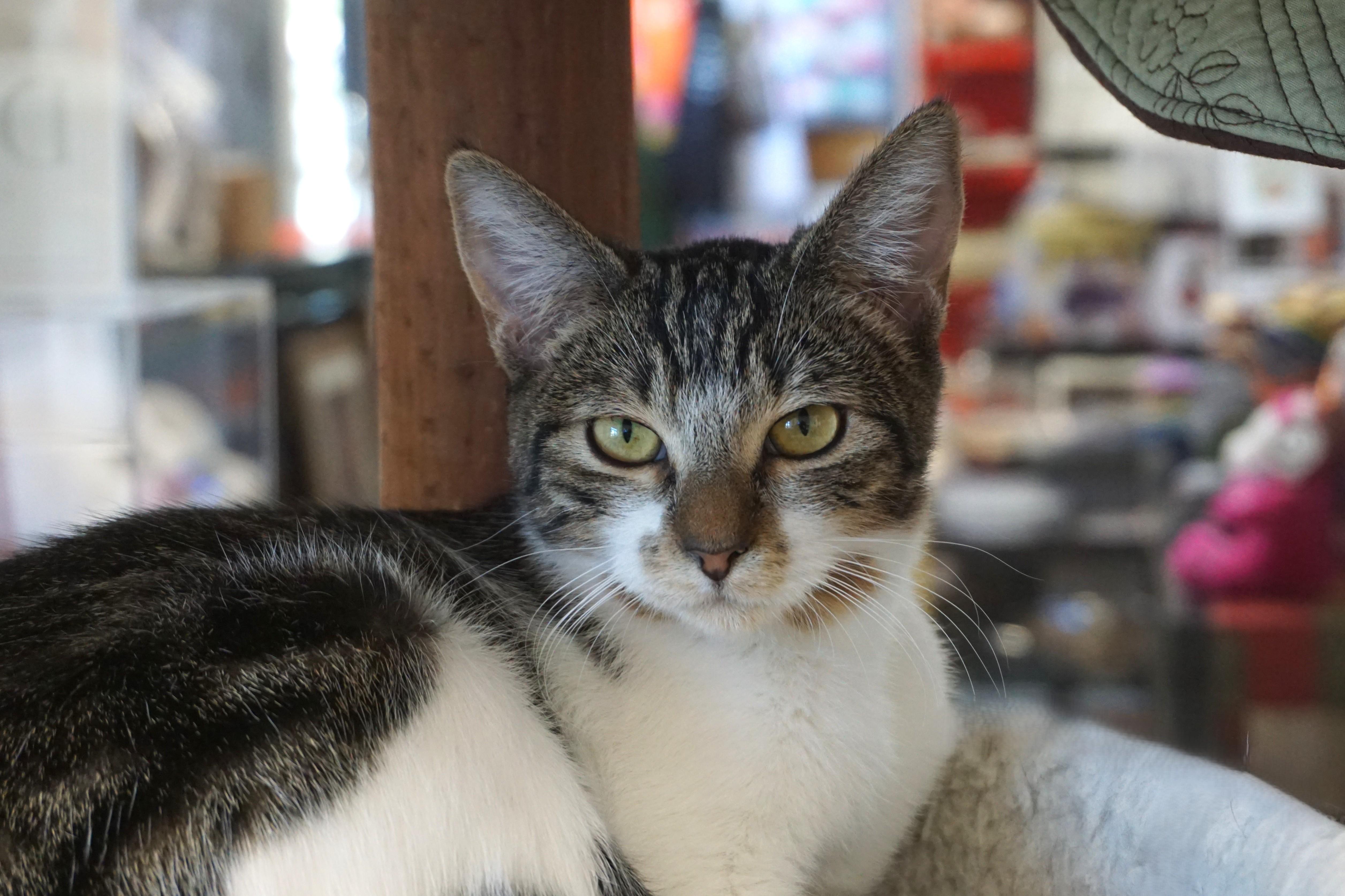 Mikey II, Adoptable, Young Male Domestic Short Hair.