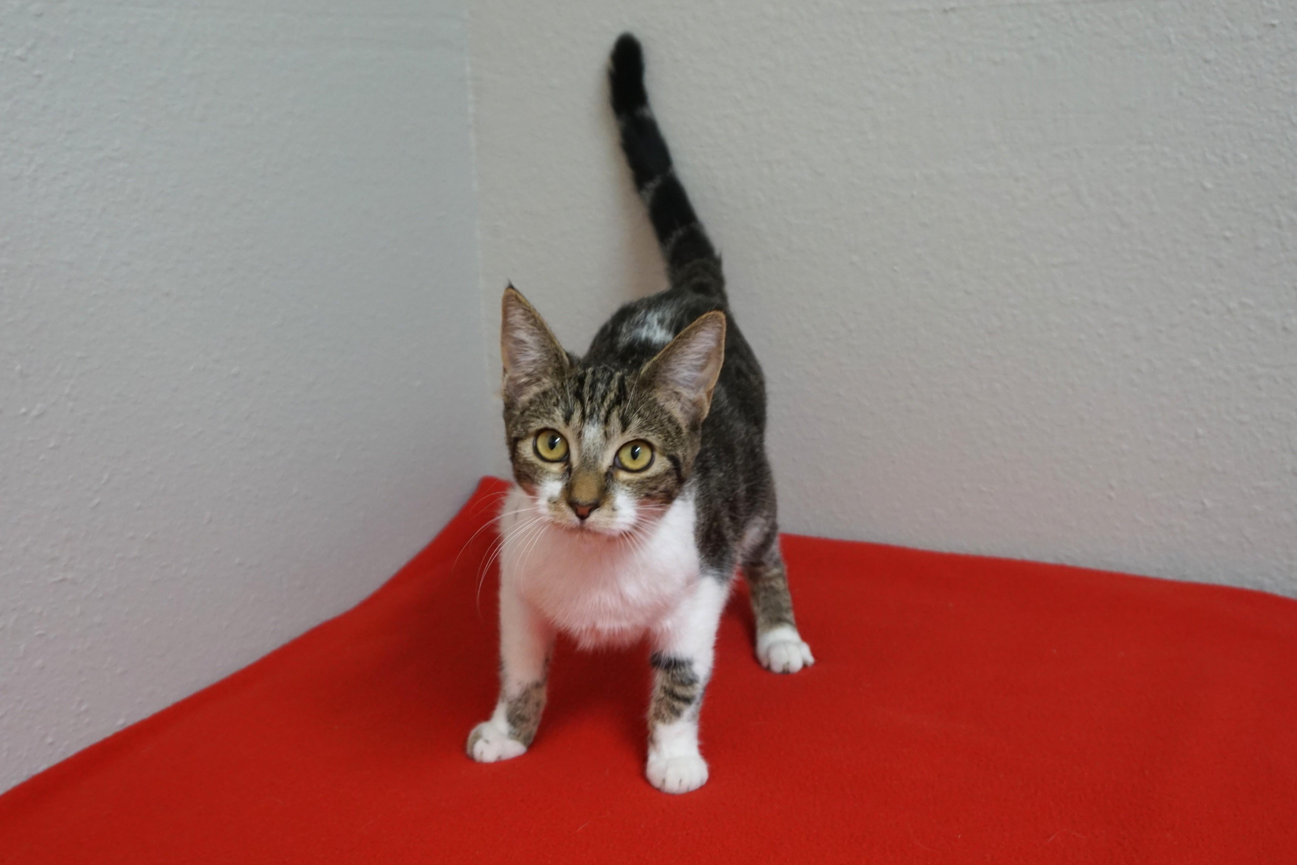 Enlarge Mikey II, a Adoptable Domestic Short Hair in Fountain Hills, AZ image 6/6