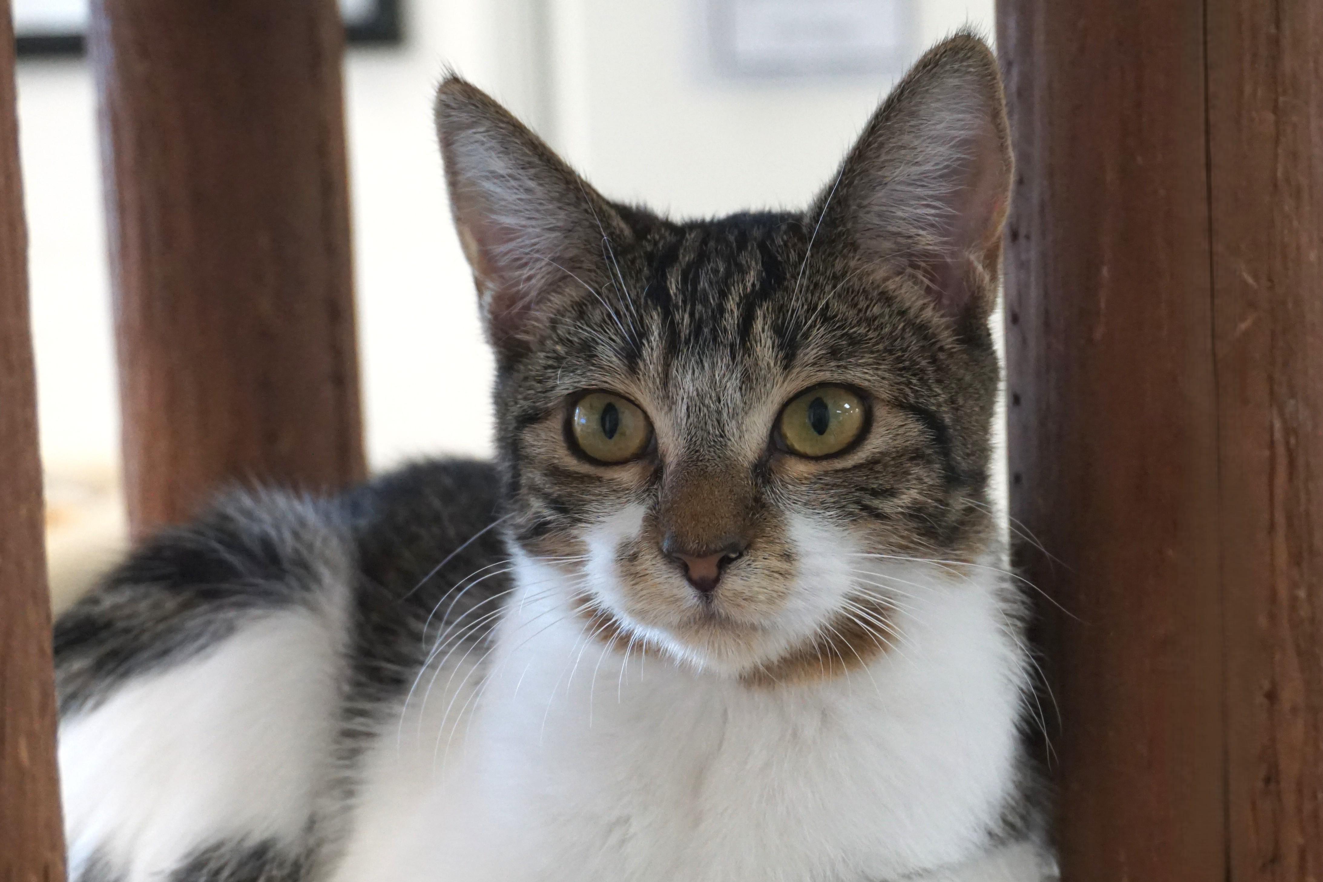 Enlarge Mikey II, a Adoptable Domestic Short Hair in Fountain Hills, AZ image 3/6