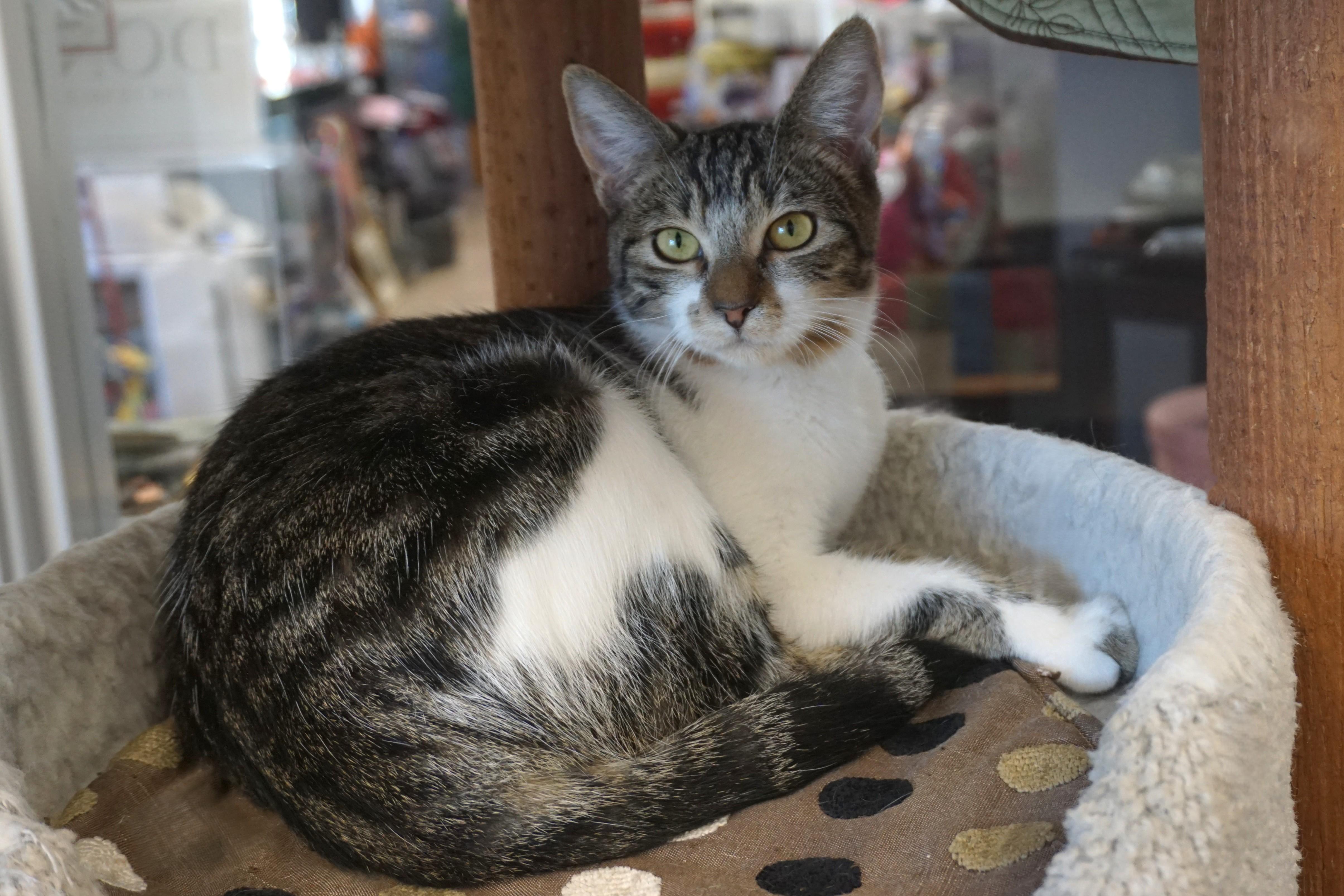 Enlarge Mikey II, a Adoptable Domestic Short Hair in Fountain Hills, AZ image 2/6