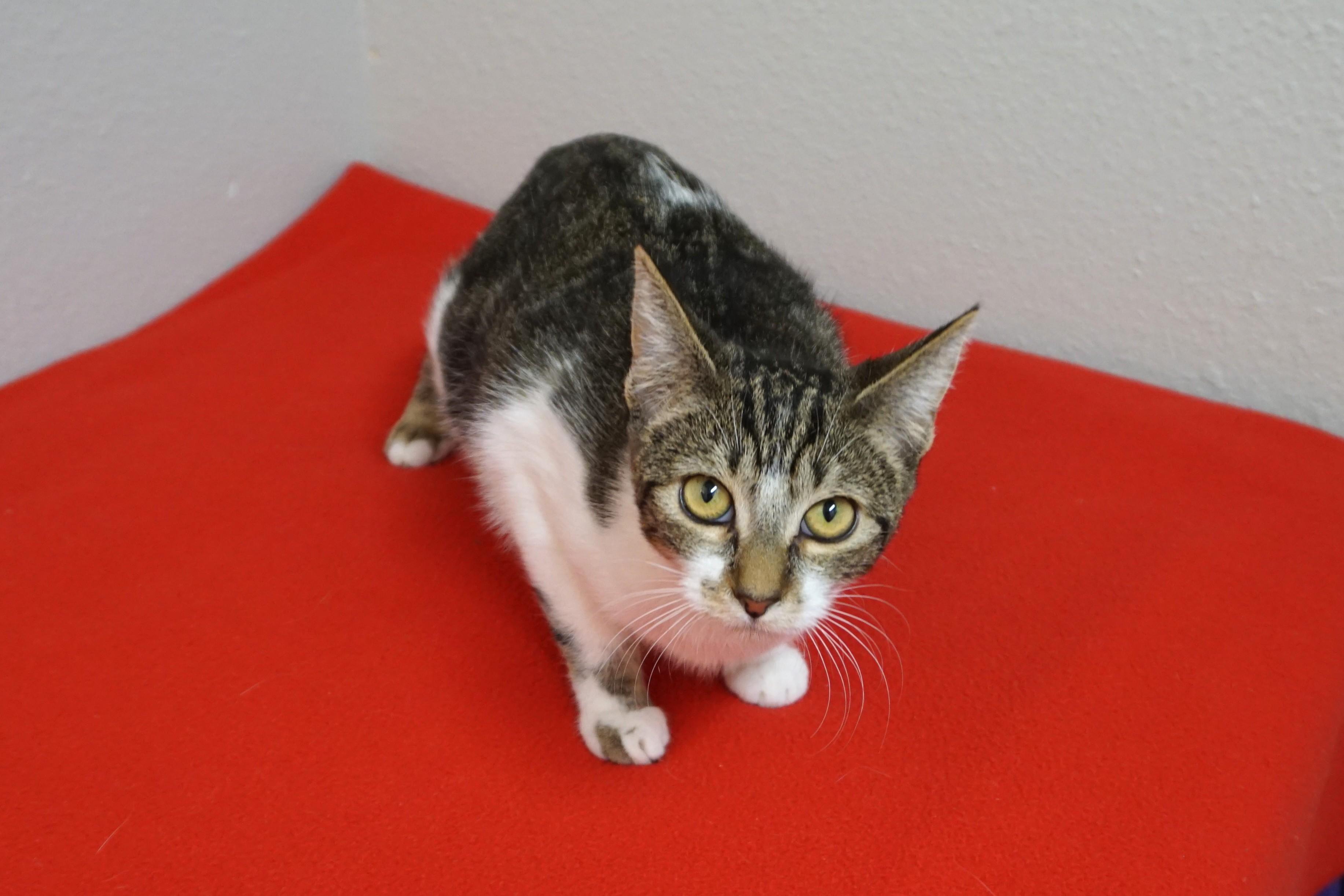 Enlarge Mikey II, a Adoptable Domestic Short Hair in Fountain Hills, AZ image 4/6