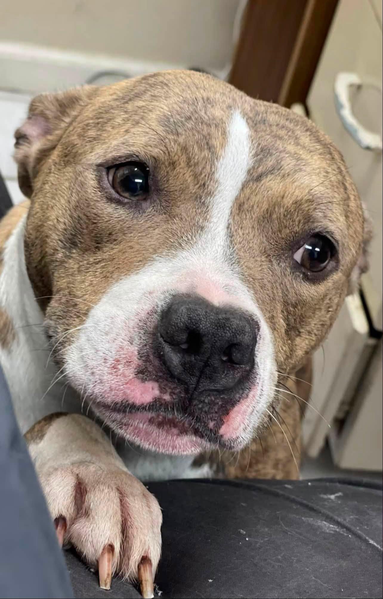 CINNAMON ROLL, ADOPTABLE, Young Female Pit Bull Terrier.