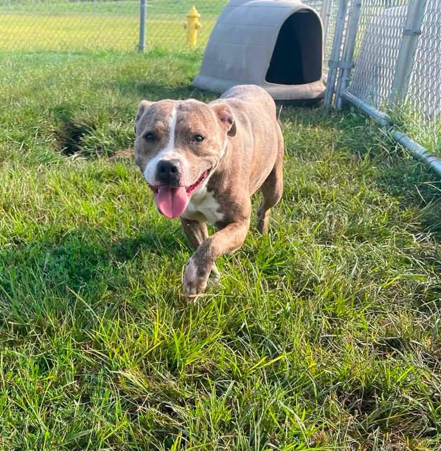 CINNAMON ROLL, a ADOPTABLE Pit Bull Terrier in North Kansas City, MO image 3/3