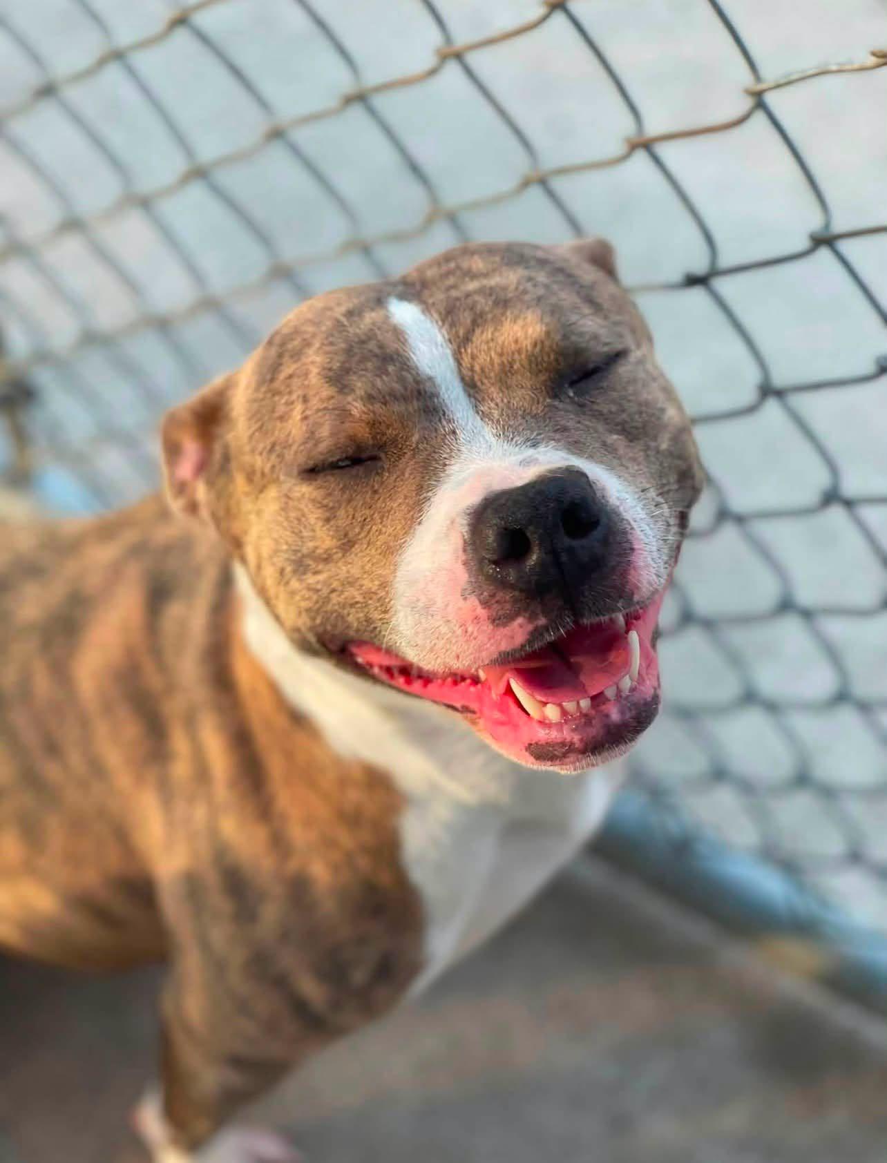 CINNAMON ROLL, a ADOPTABLE Pit Bull Terrier in North Kansas City, MO image 2/3
