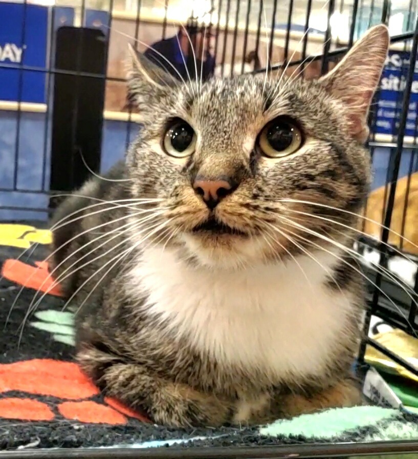 Enlarge Nola, a Adoptable Domestic Short Hair in Winchester, VA image 1/2