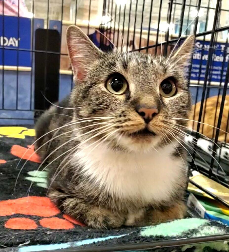 Enlarge Nola, a Adoptable Domestic Short Hair in Winchester, VA image 2/2