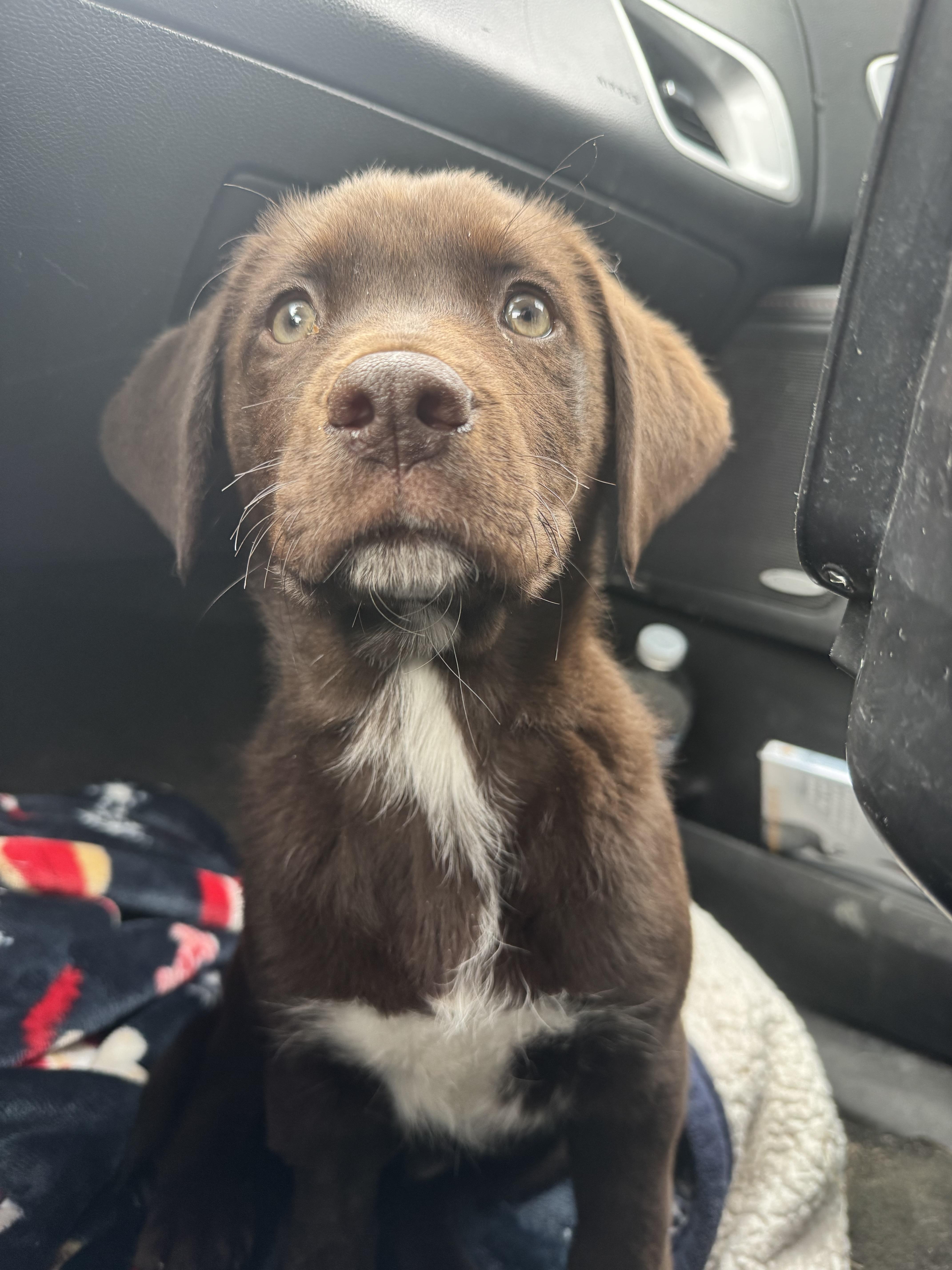 Hopper, adopted, Puppy Male Labrador Retriever.