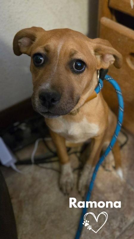 Ramona, Adopted, Puppy Female Pit Bull Terrier & Australian Cattle Dog / Blue Heeler.