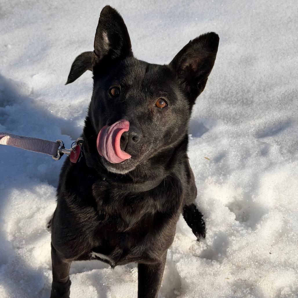 Jetta, Adoptable, Senior Female Labrador Retriever & Mixed Breed.