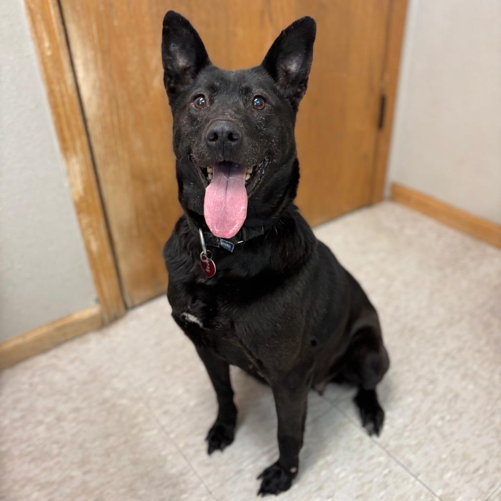 Enlarge Jetta, a Adoptable mixed breed in Fargo, ND image 2/6