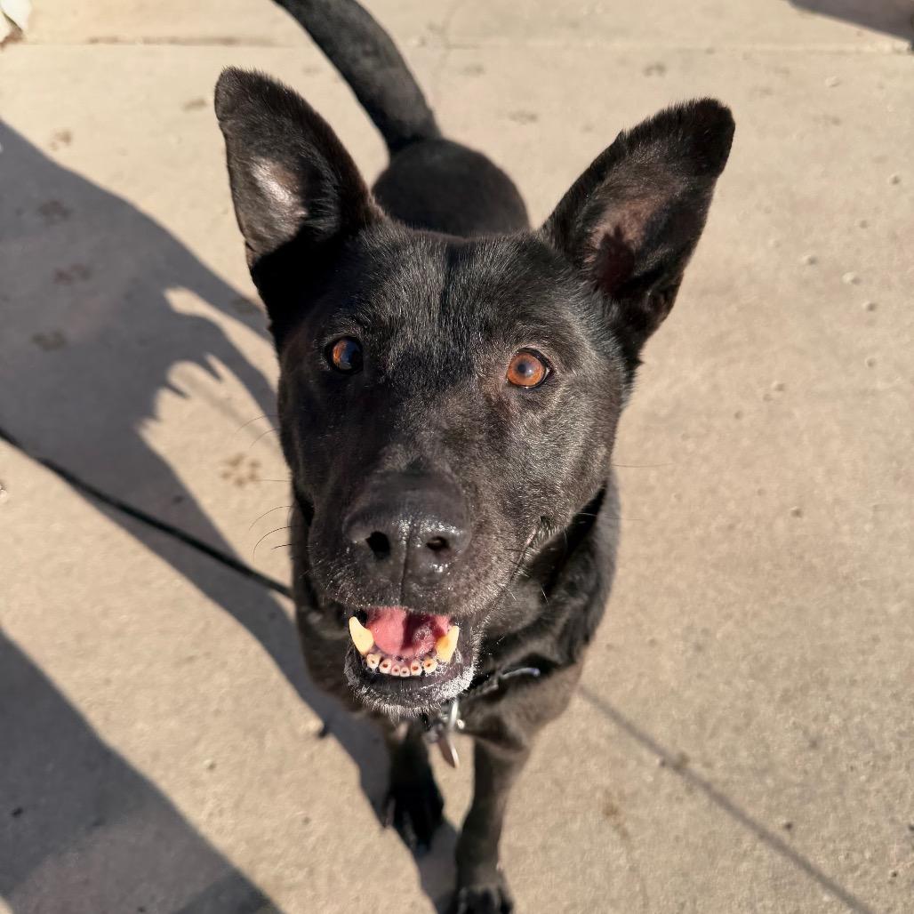 Enlarge Jetta, a Adoptable mixed breed in Fargo, ND image 3/6