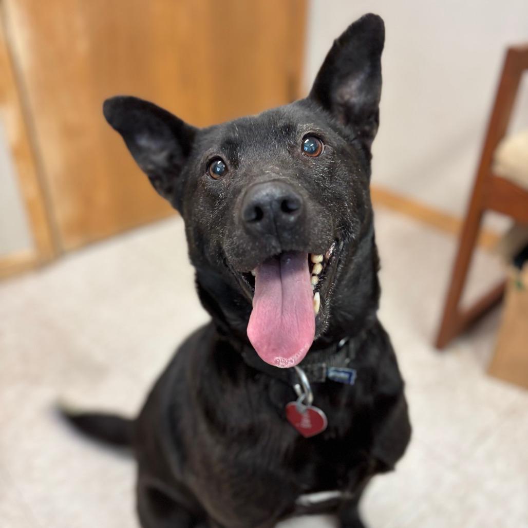 Enlarge Jetta, a Adoptable mixed breed in Fargo, ND image 4/6