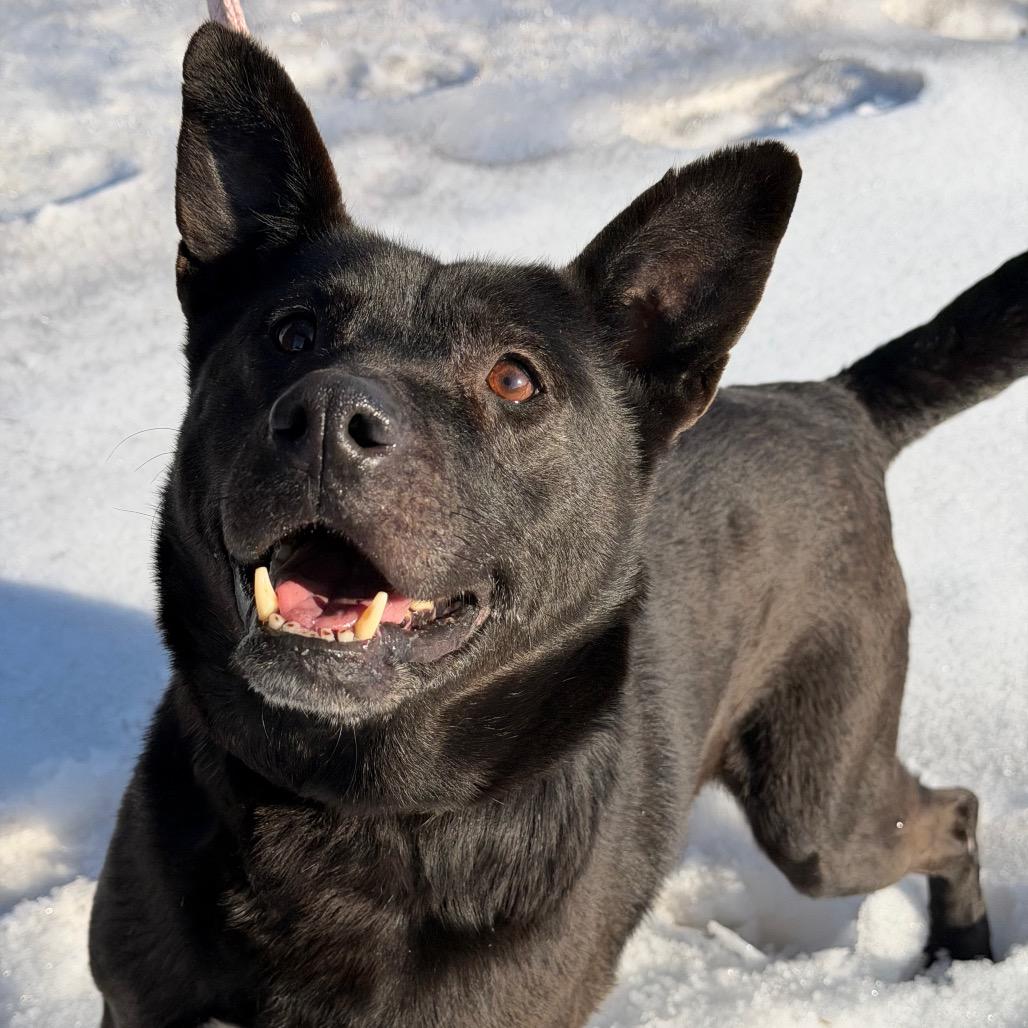 Jetta — thumbnail 5