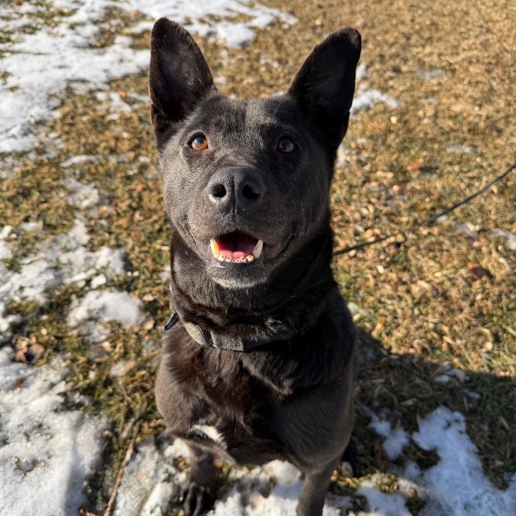Enlarge Jetta, a Adoptable mixed breed in Fargo, ND image 5/6