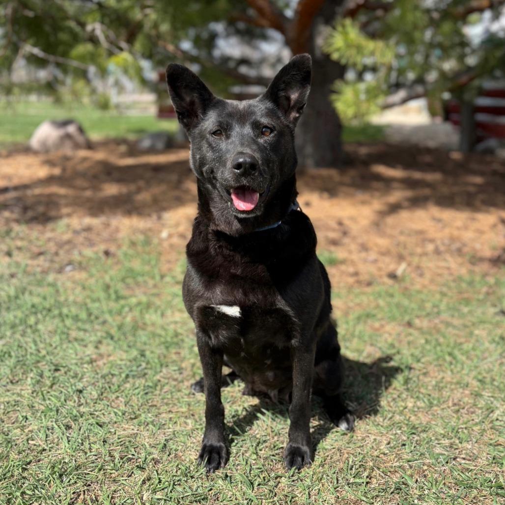 Enlarge Jetta, a Adoptable mixed breed in Fargo, ND image 6/6