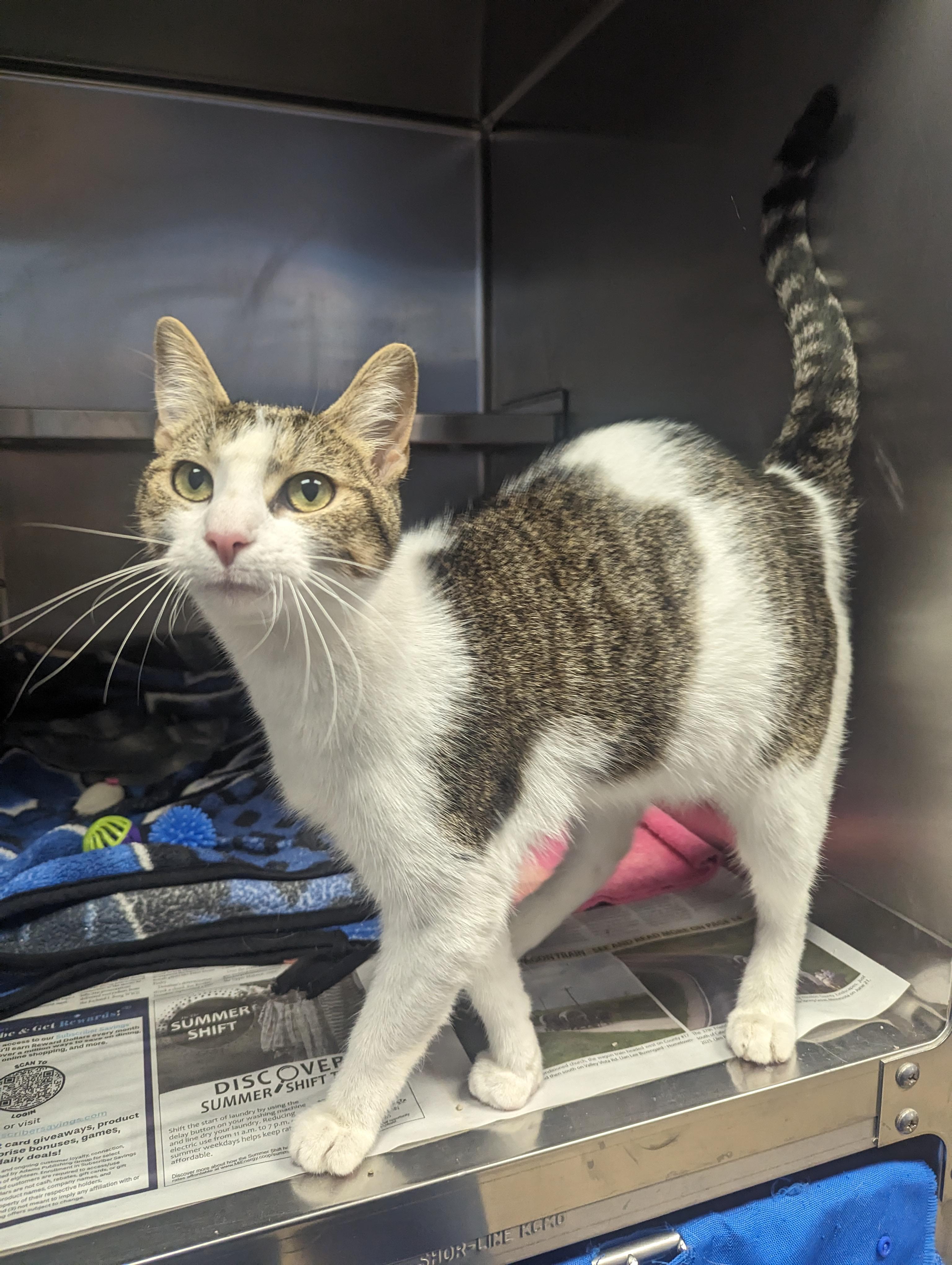 Cat for adoption - Girly Pop, a Domestic Short Hair & Tiger