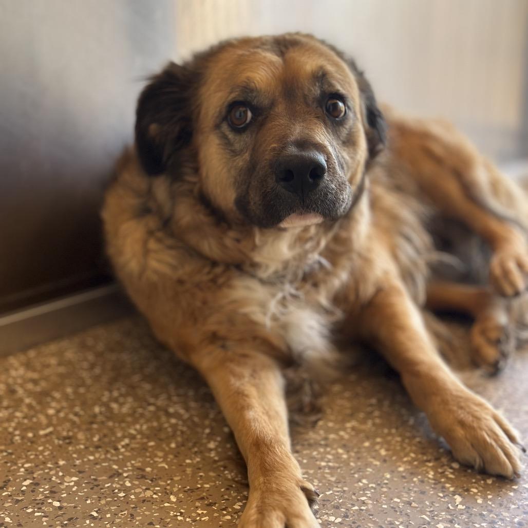 Bellamy, a Adoptable mixed breed in Salt Lake City, UT image 1/6
