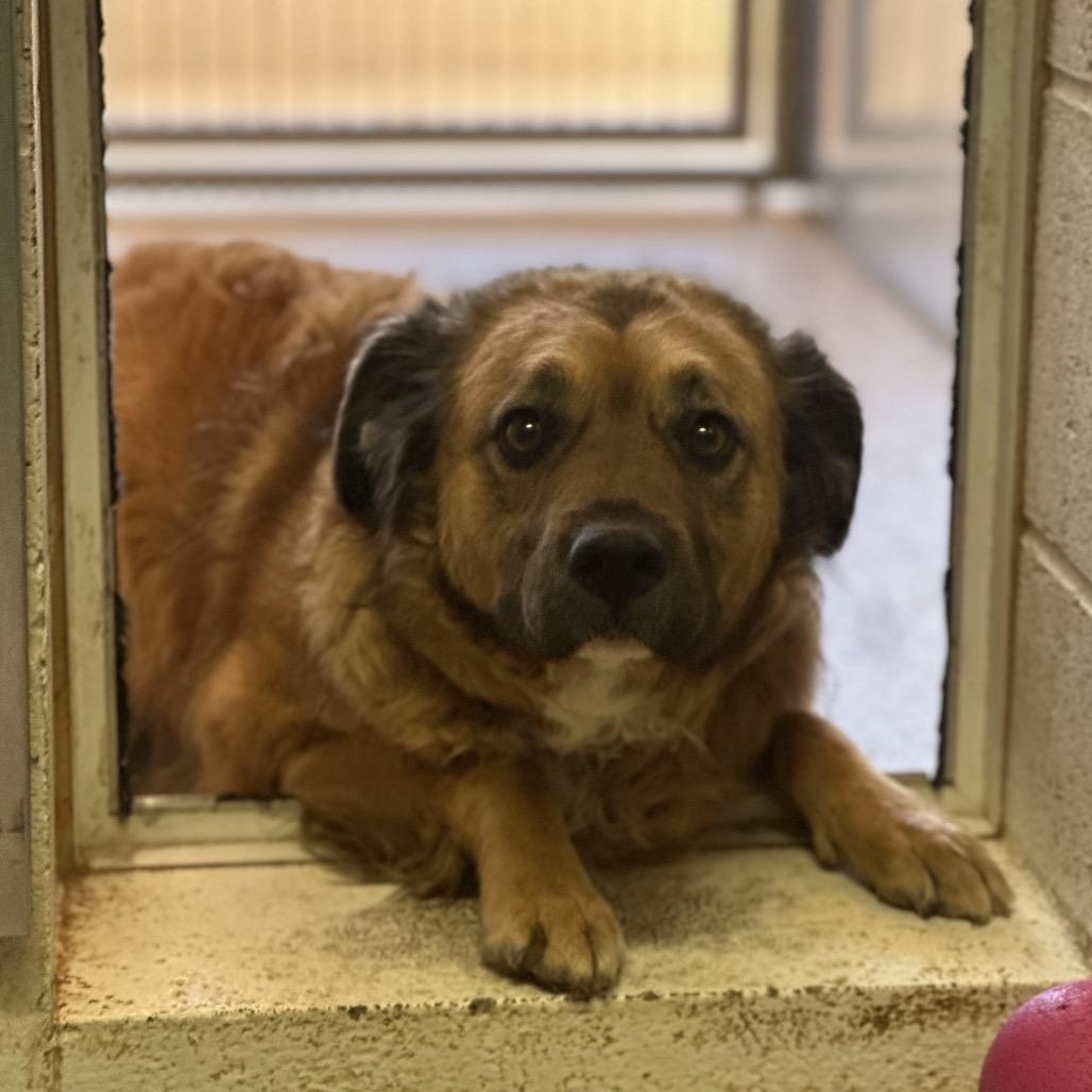 Bellamy, a Adoptable mixed breed in Salt Lake City, UT image 2/6